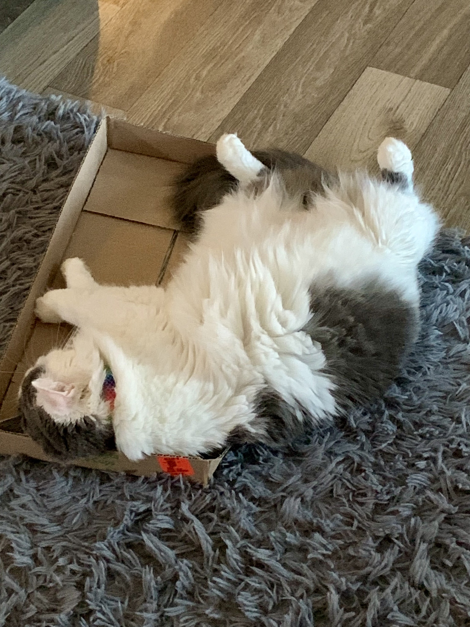 When Your Cat Overindulges in Catnip: A Hilarious Aftermath