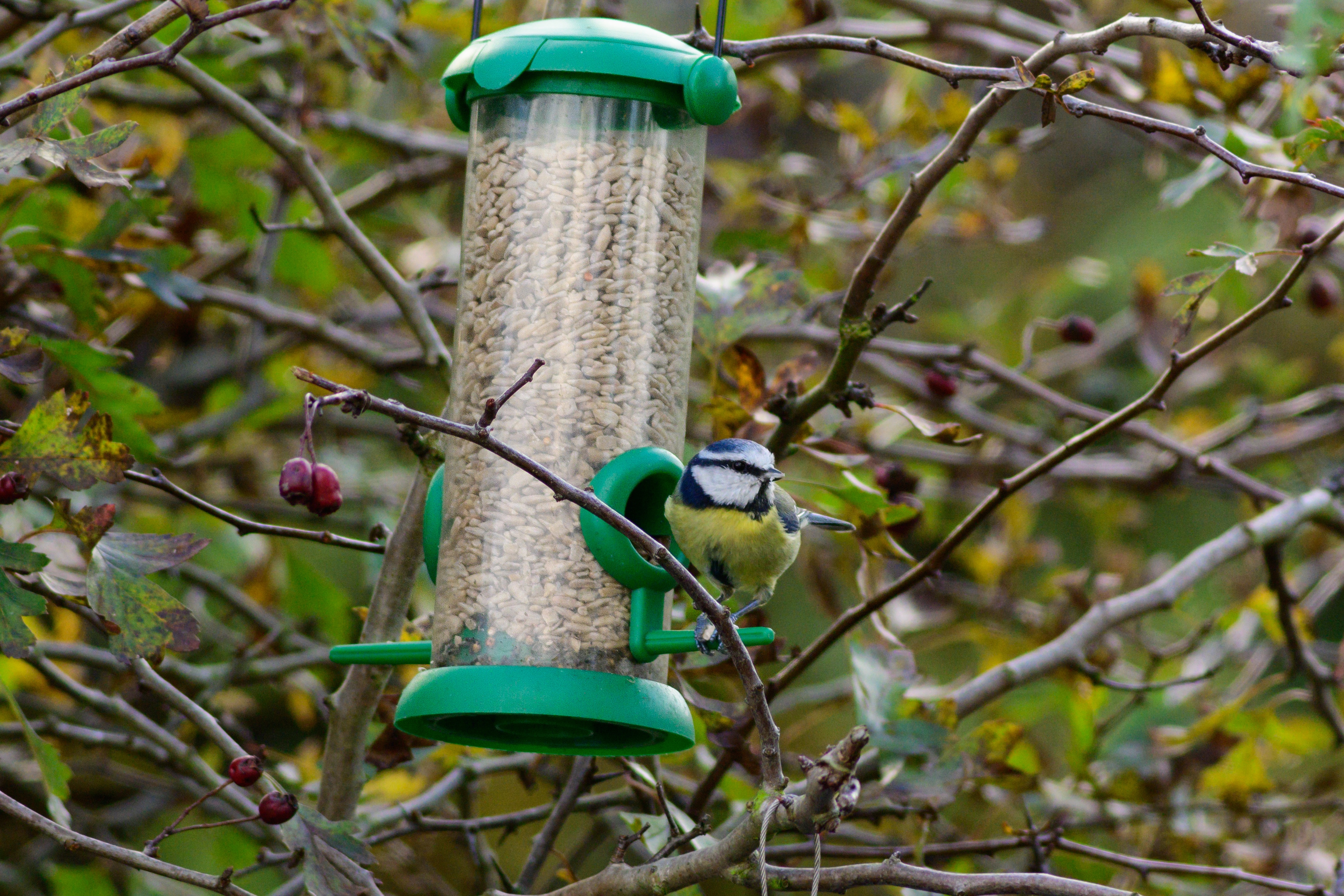 Meet the Charming Blue Tit Bird