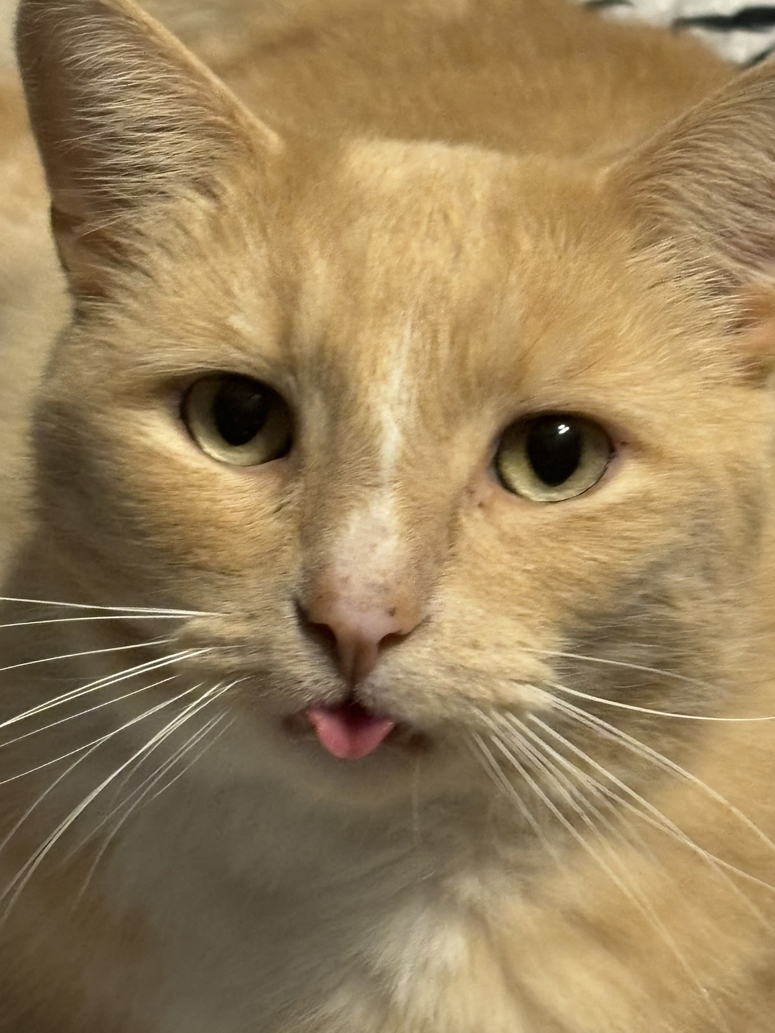 She Chose Us: The Heartwarming Adoption Story