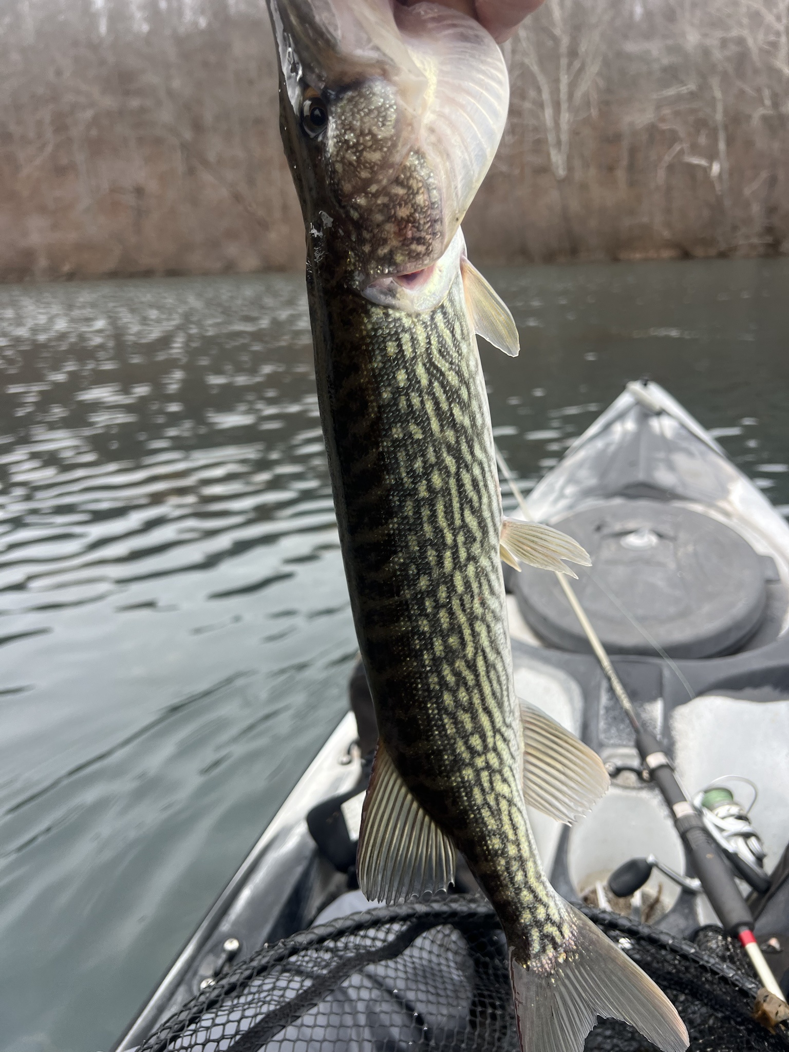 Caught a chain pickerel today—these guys are on my radar!