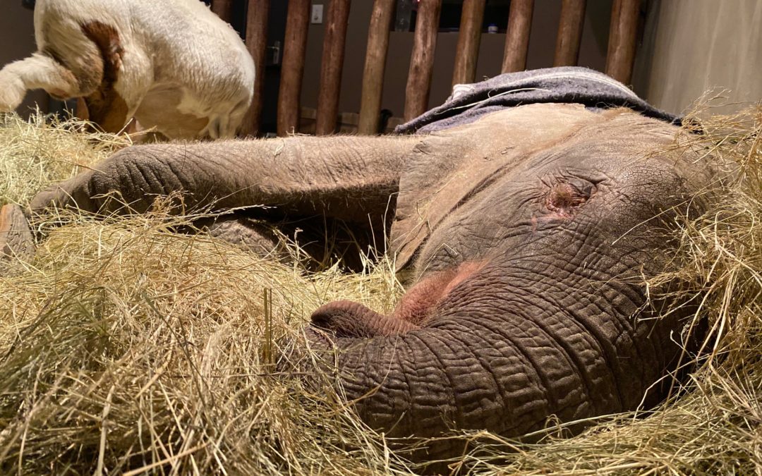 Fanto enjoying a cozy nap