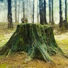 Transforming a Tree Stump into a New Life?