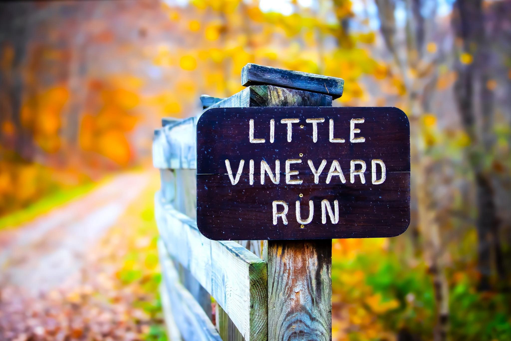 A charming little run through the vineyard.