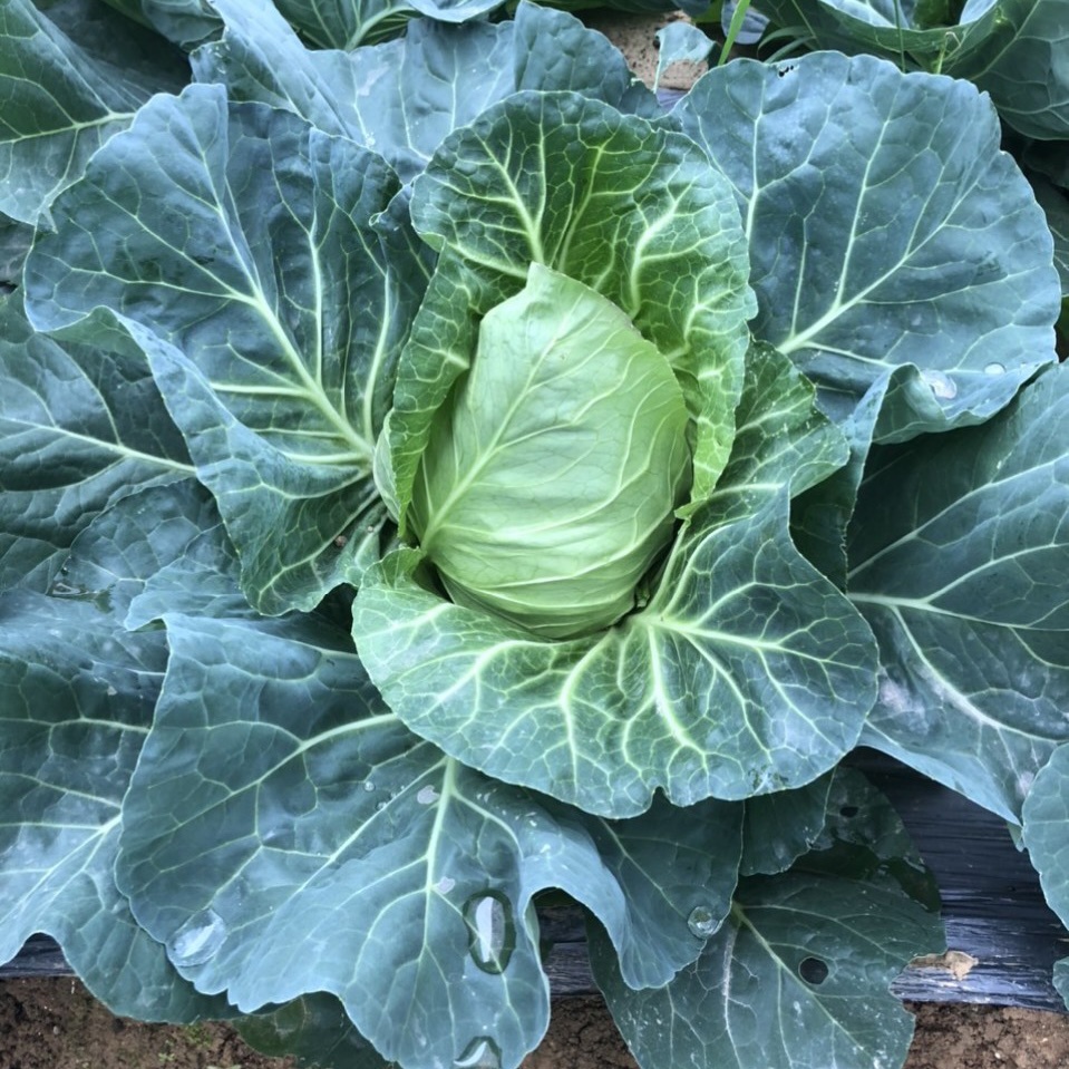 Going Organic: A Lifestyle Choice