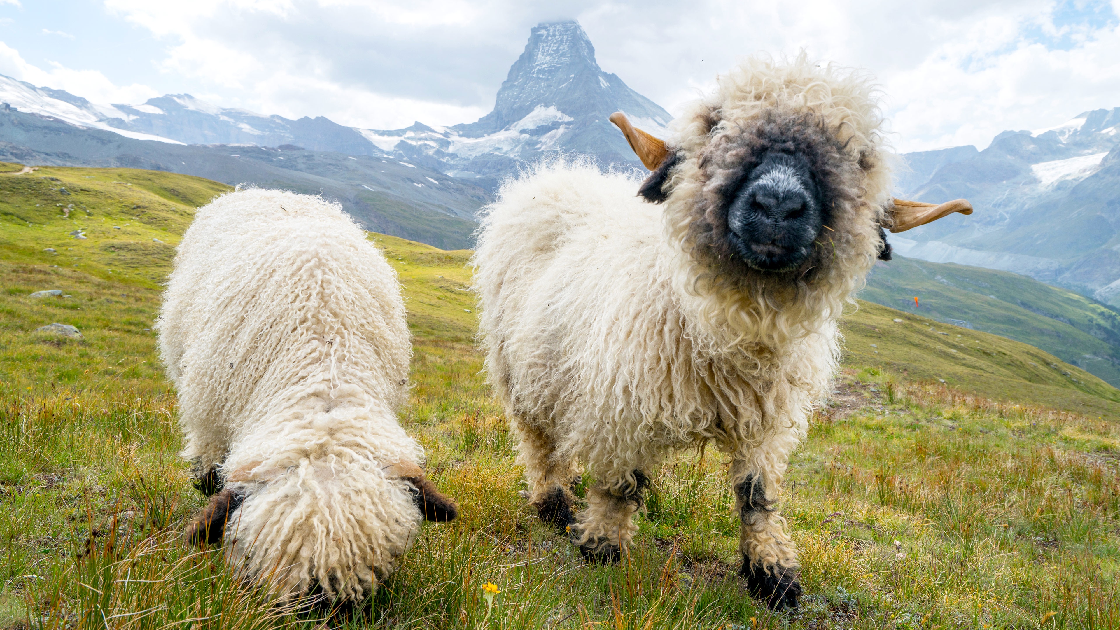 The Tale of the Shaggy Sheep: A Hilarious Story