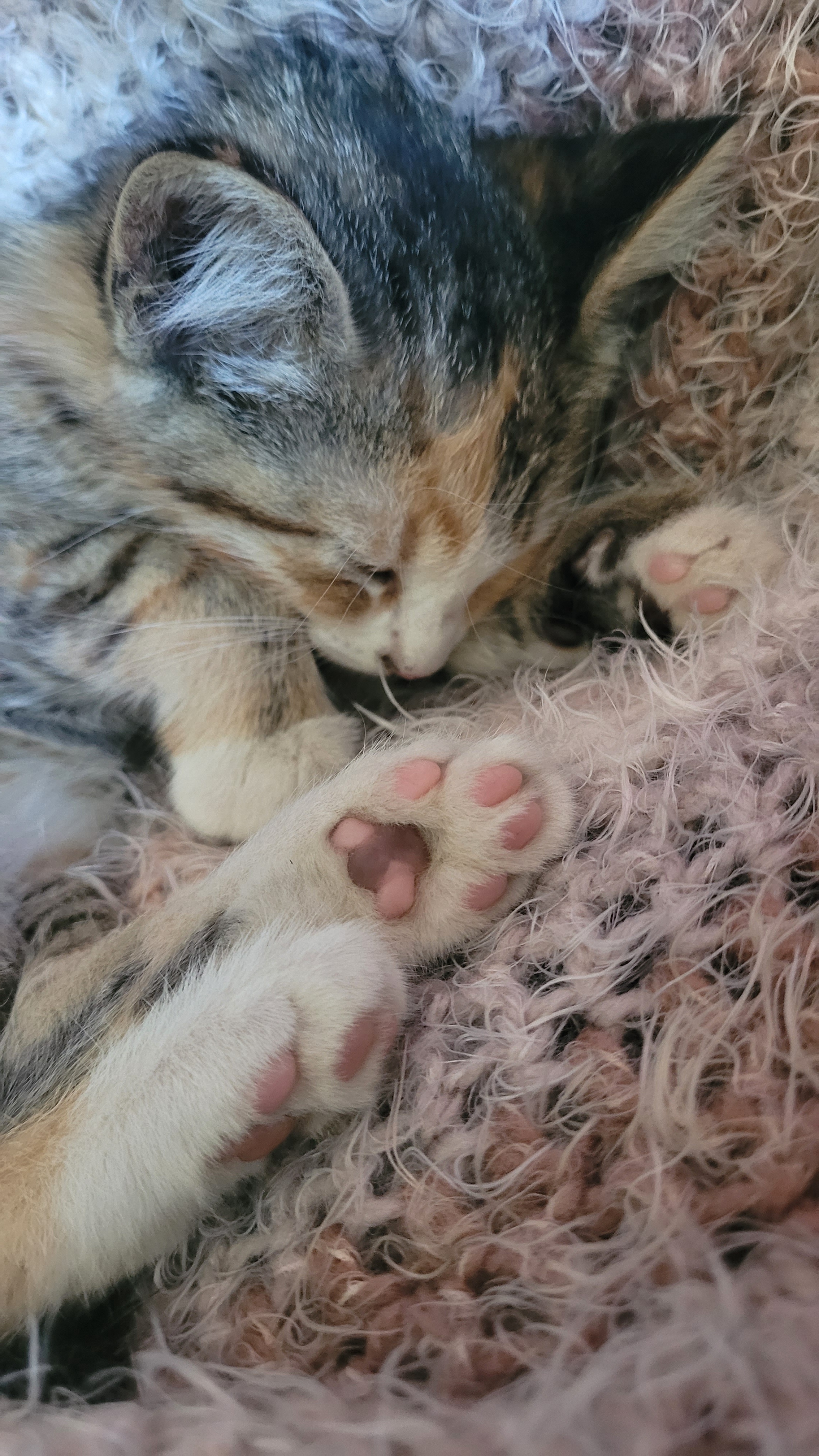 It's Toebeans Tuesday! Celebrate Those Paws!