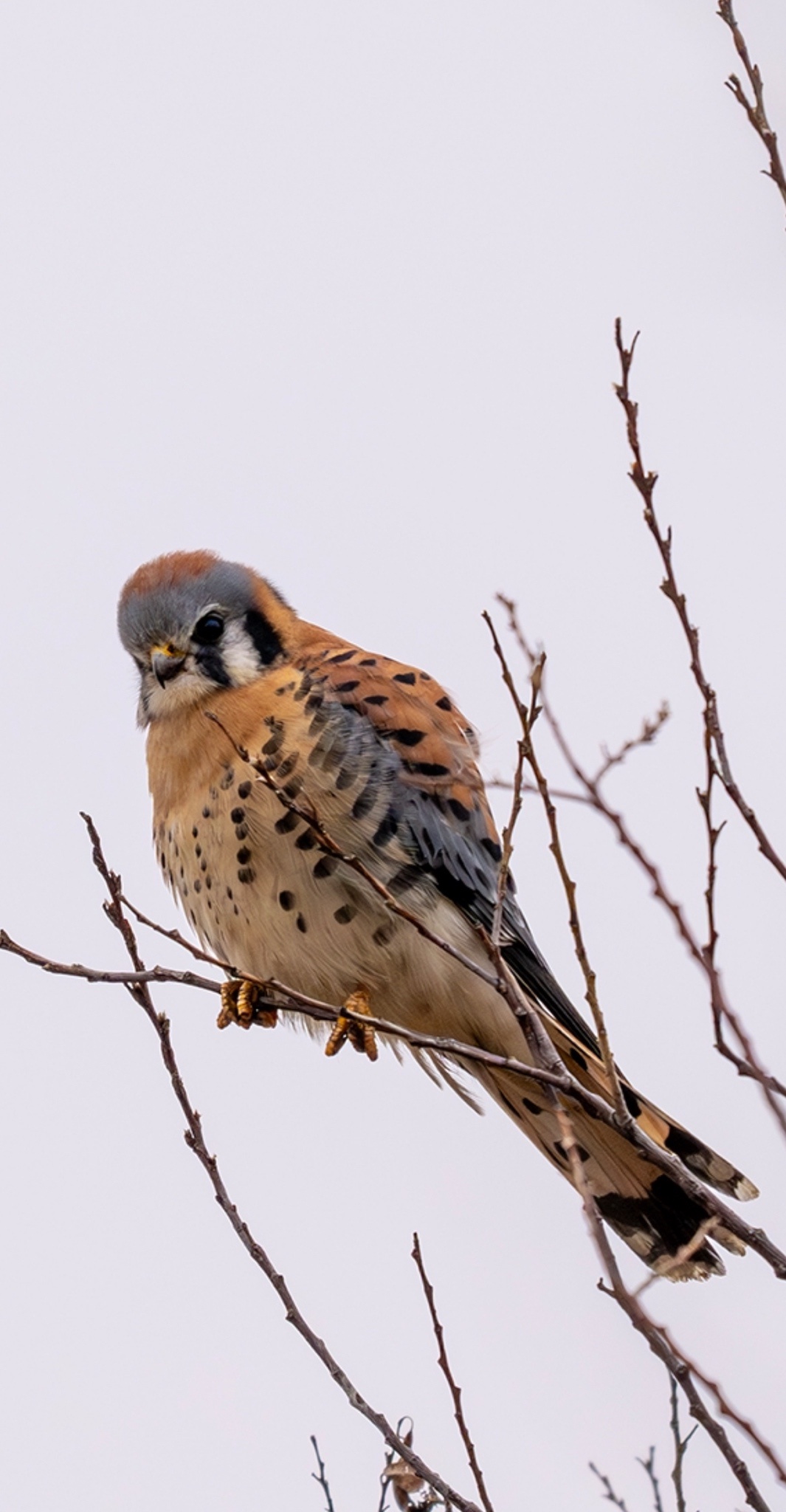 Meet the Majestic Kestrel!
