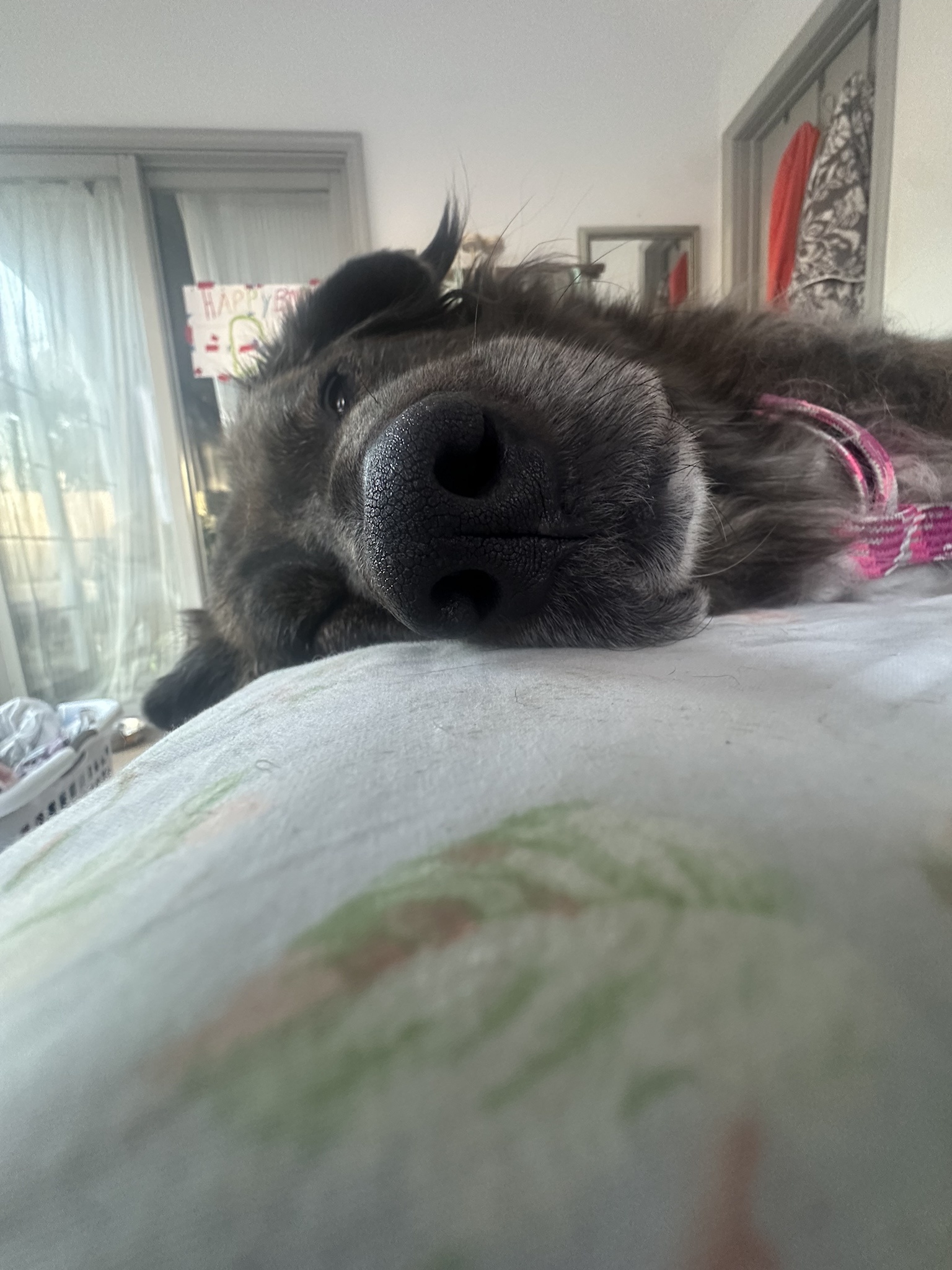 A Snoot That Will Steal Your Heart