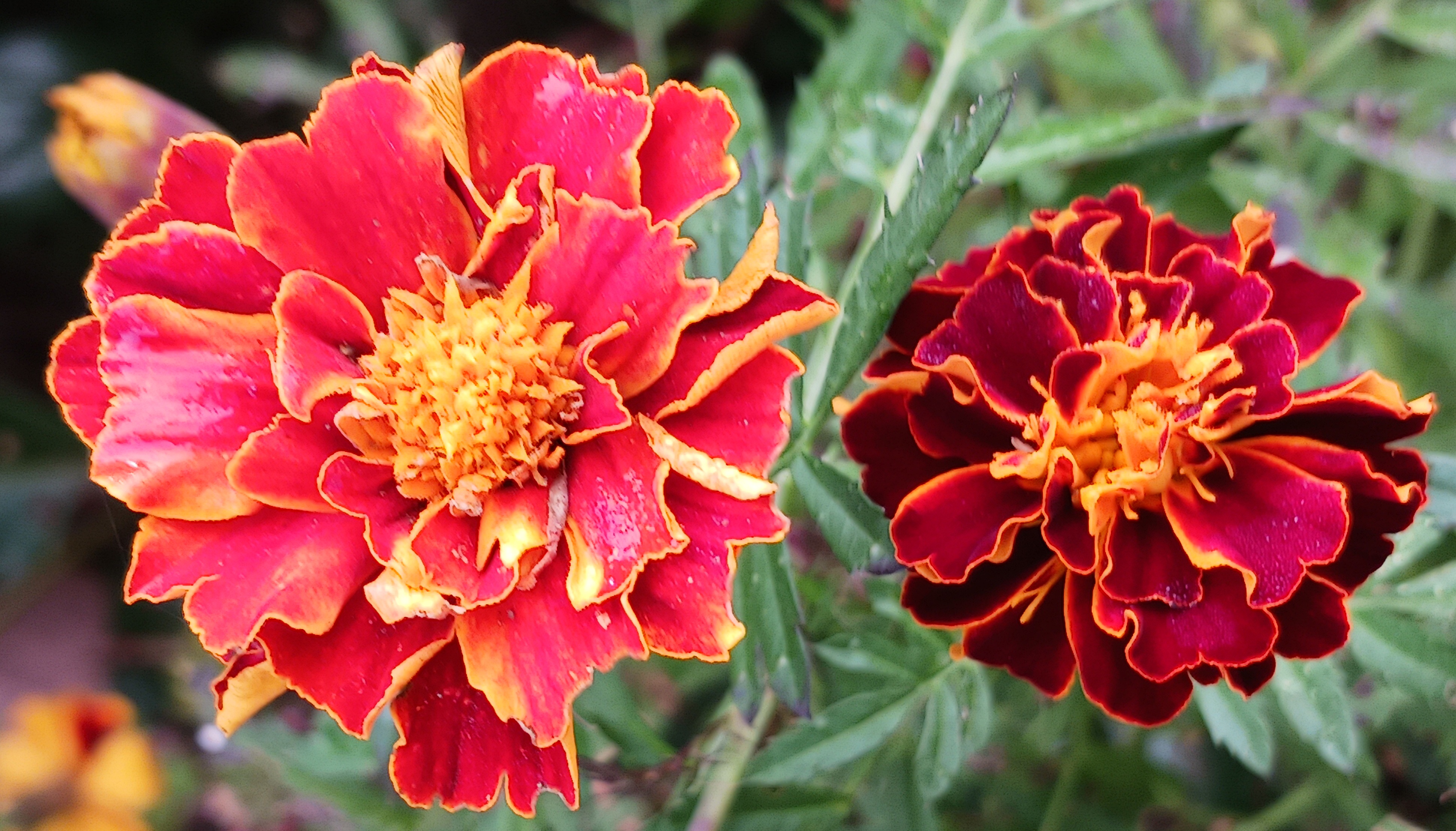 The Beauty of Marigolds in Bloom