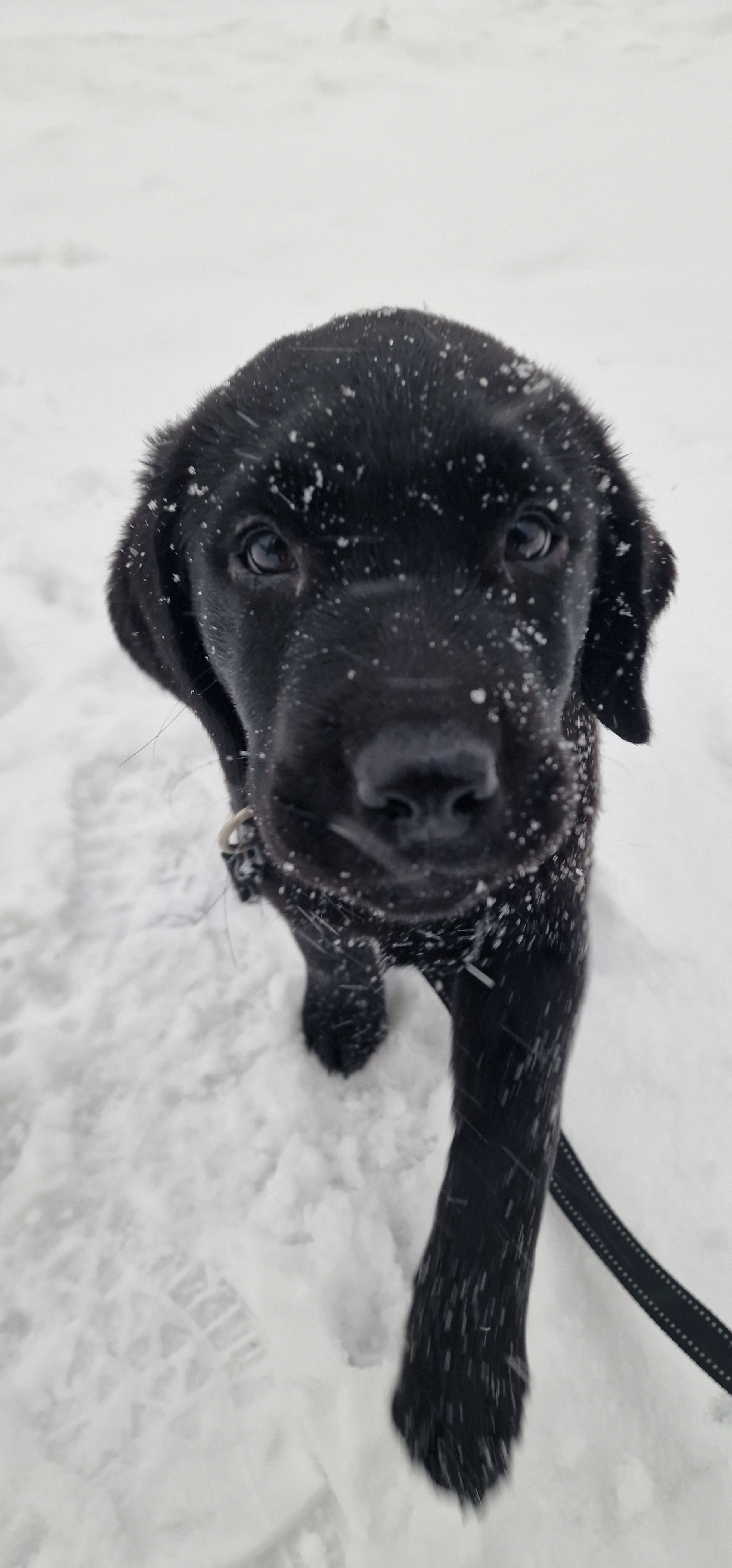 Taking a Break from Politics: Enjoy My Adorable Pup in the Snow