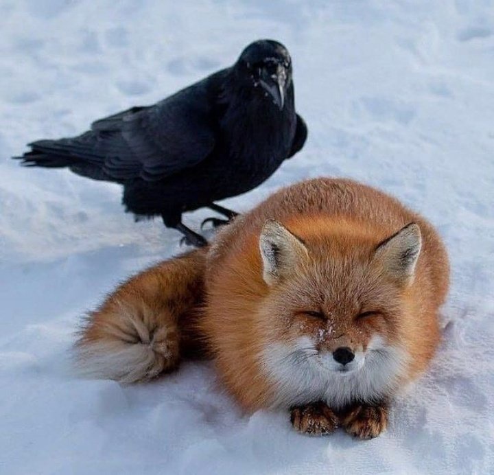 A Whimsical Collection: Phone Dump Featuring Adorable Foxes