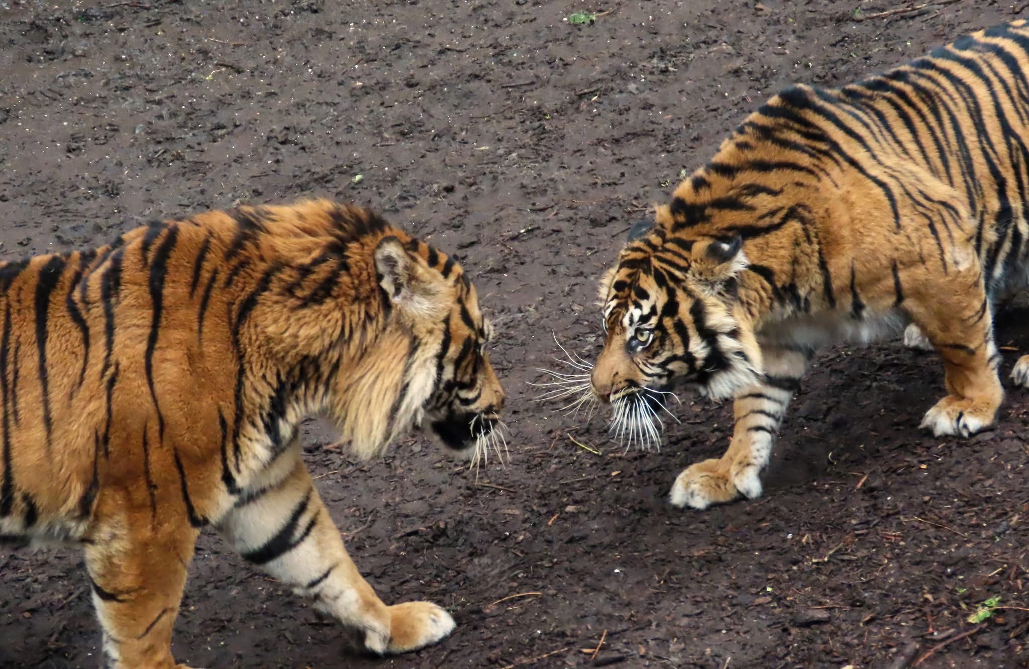 The Majestic Tigers: Nature's Stripes