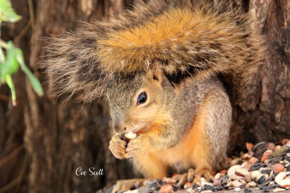 The Adorable Squirrel: Nature's Little Acrobat