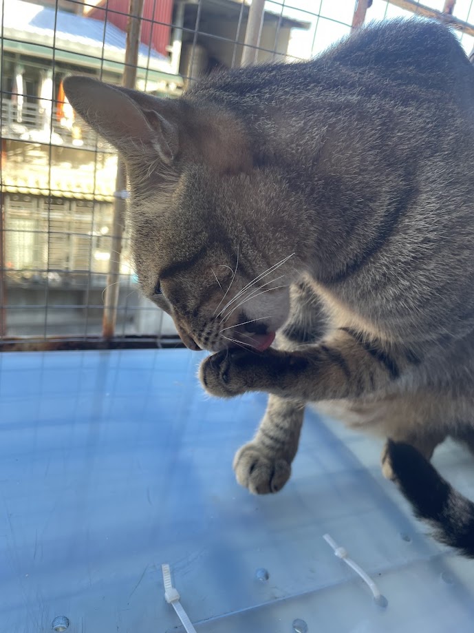 The Adorable Cat That Steals Hearts
