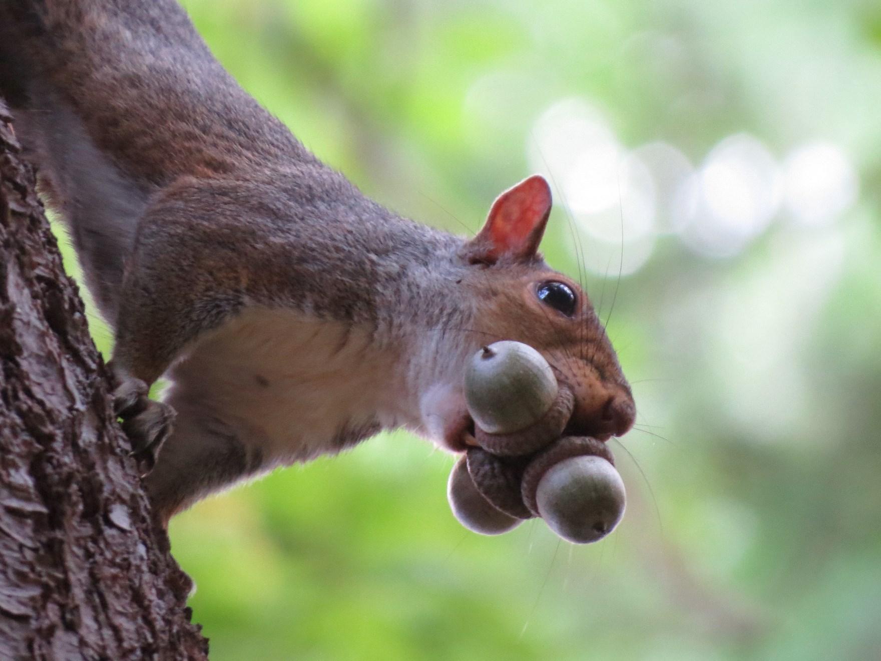 Time to Trade Nuts for Some Fun with Balls!