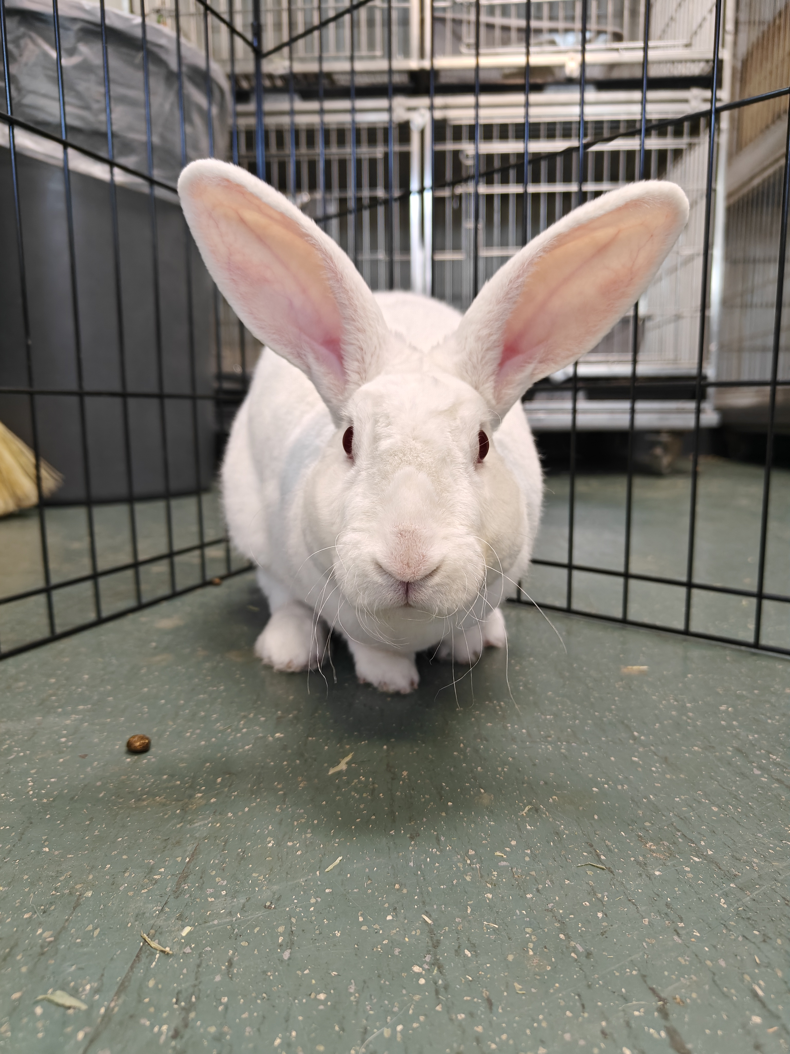 Meet the adorable rabbits and guinea pigs I'm volunteering with at my local animal shelter this week!
