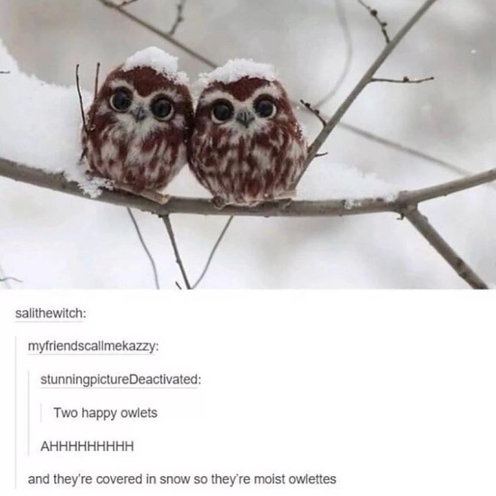 Would you like to meet this adorable owlet?