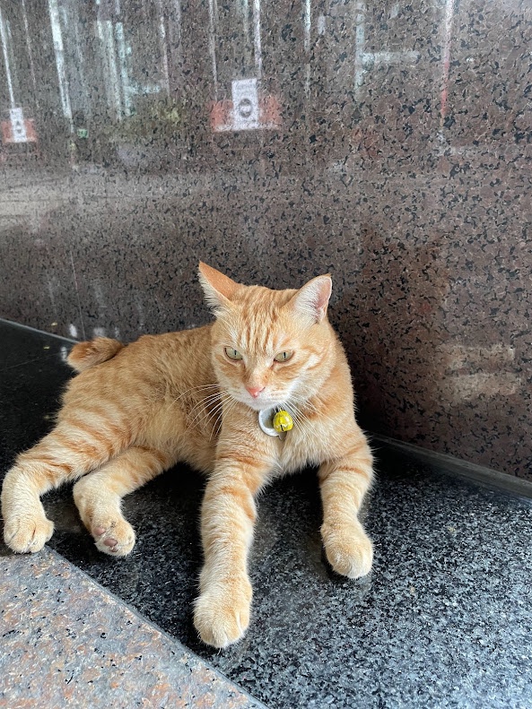 Yet Another Adorable Cat Encounter