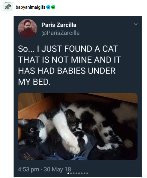 The Epic Tale of CatDad