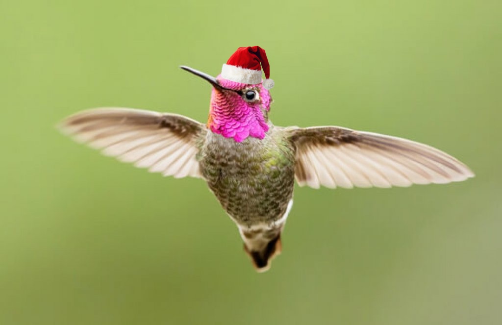Wishing You a Merry Christmas from a Cheerful Hummingbird
