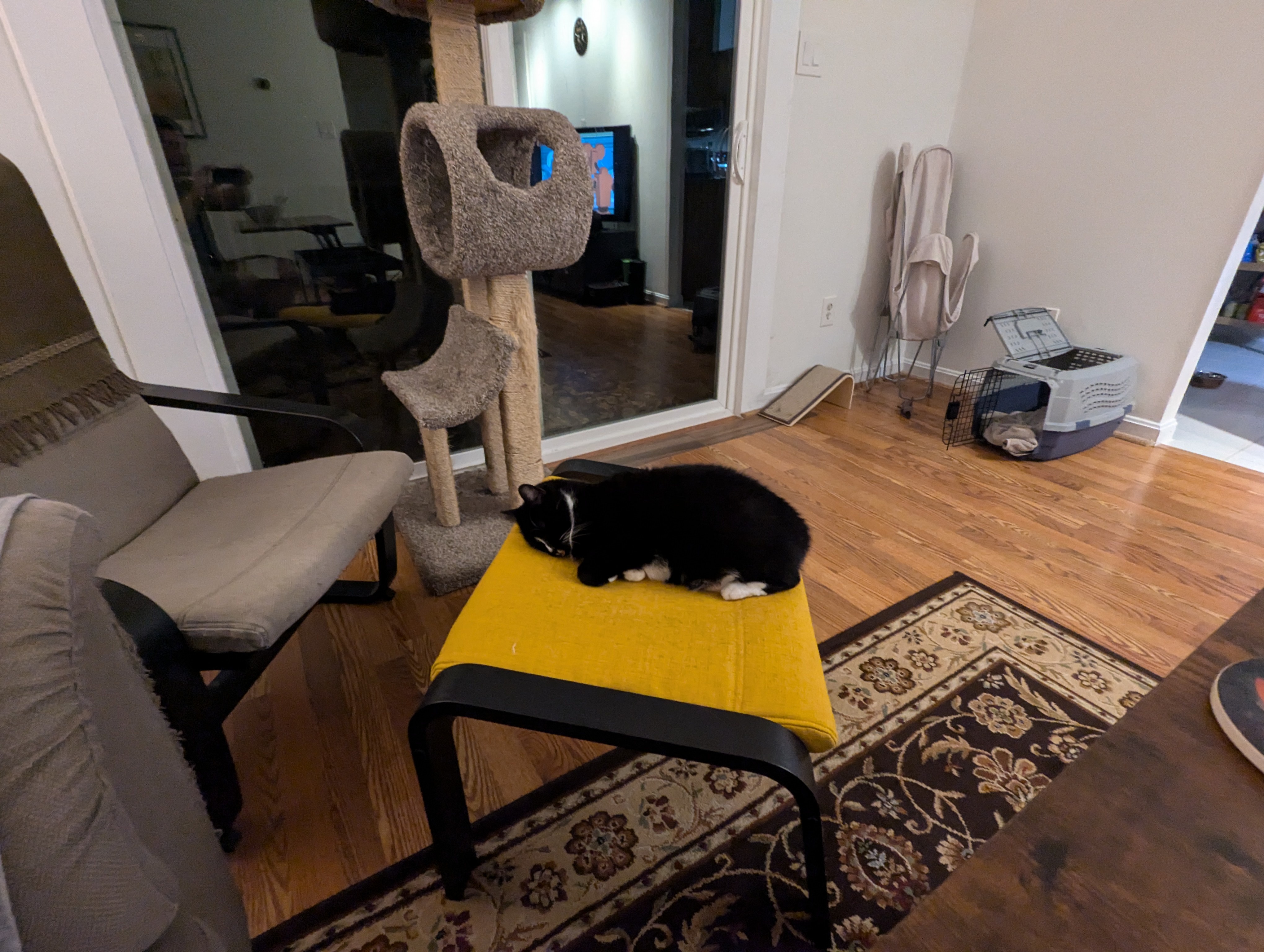 The Adorable Art of Blep