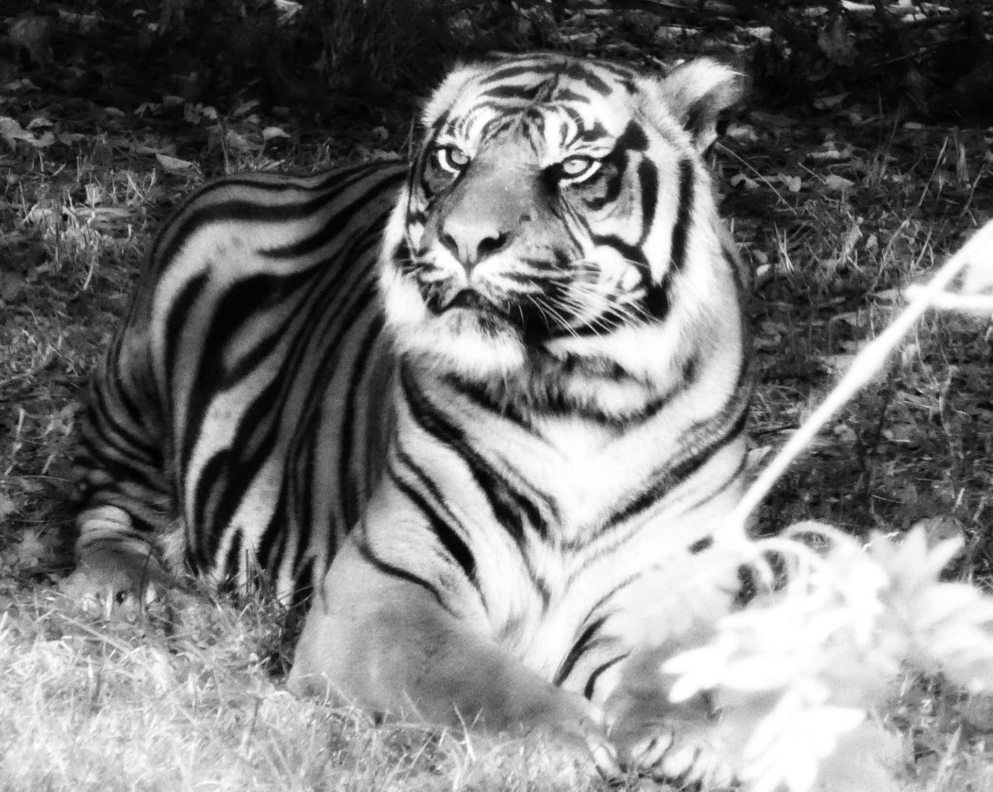 Majestic Tiger: A Portrait of Power