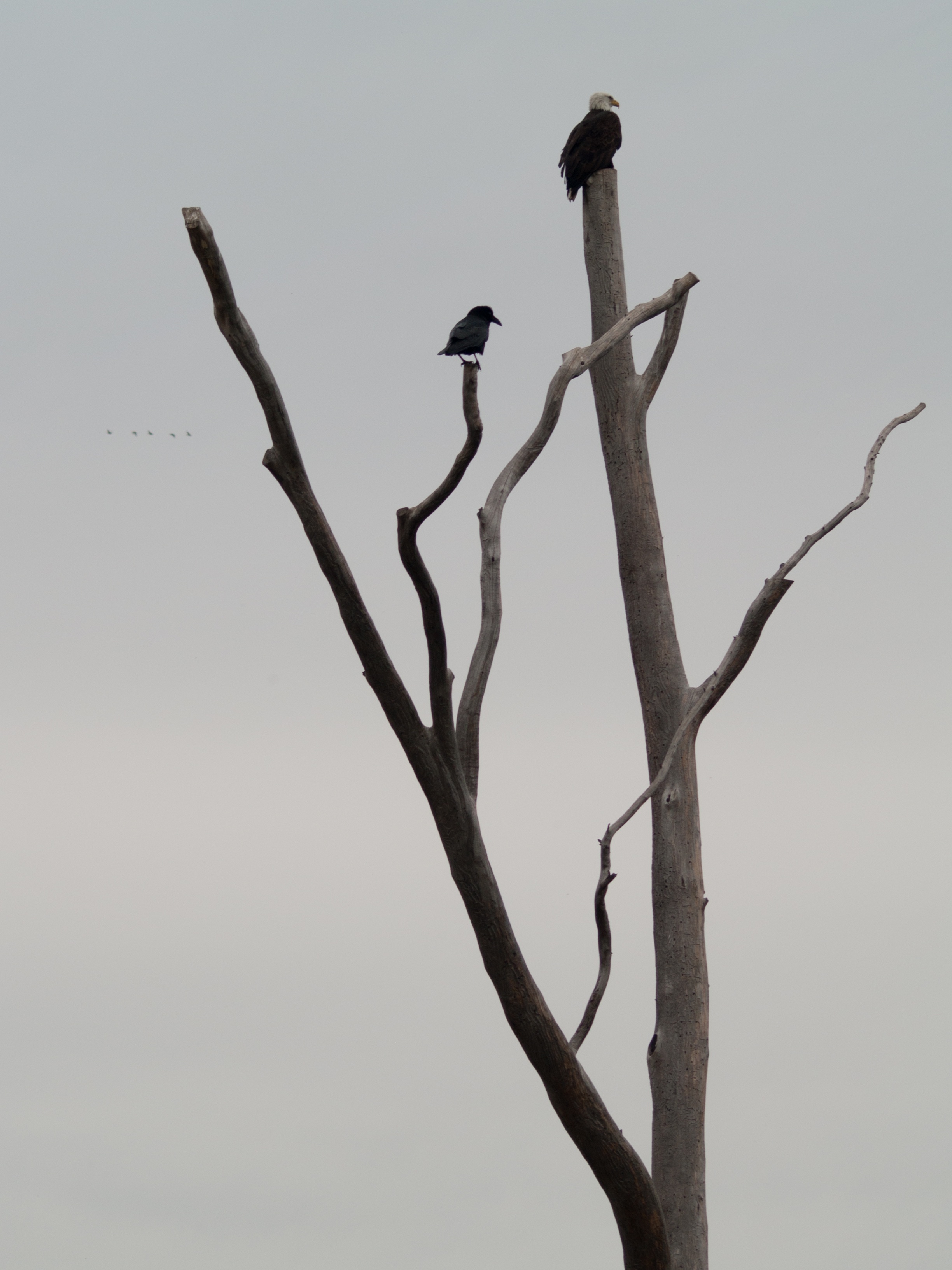 Exploring Sacramento Wildlife Refuge: February 18, 2025