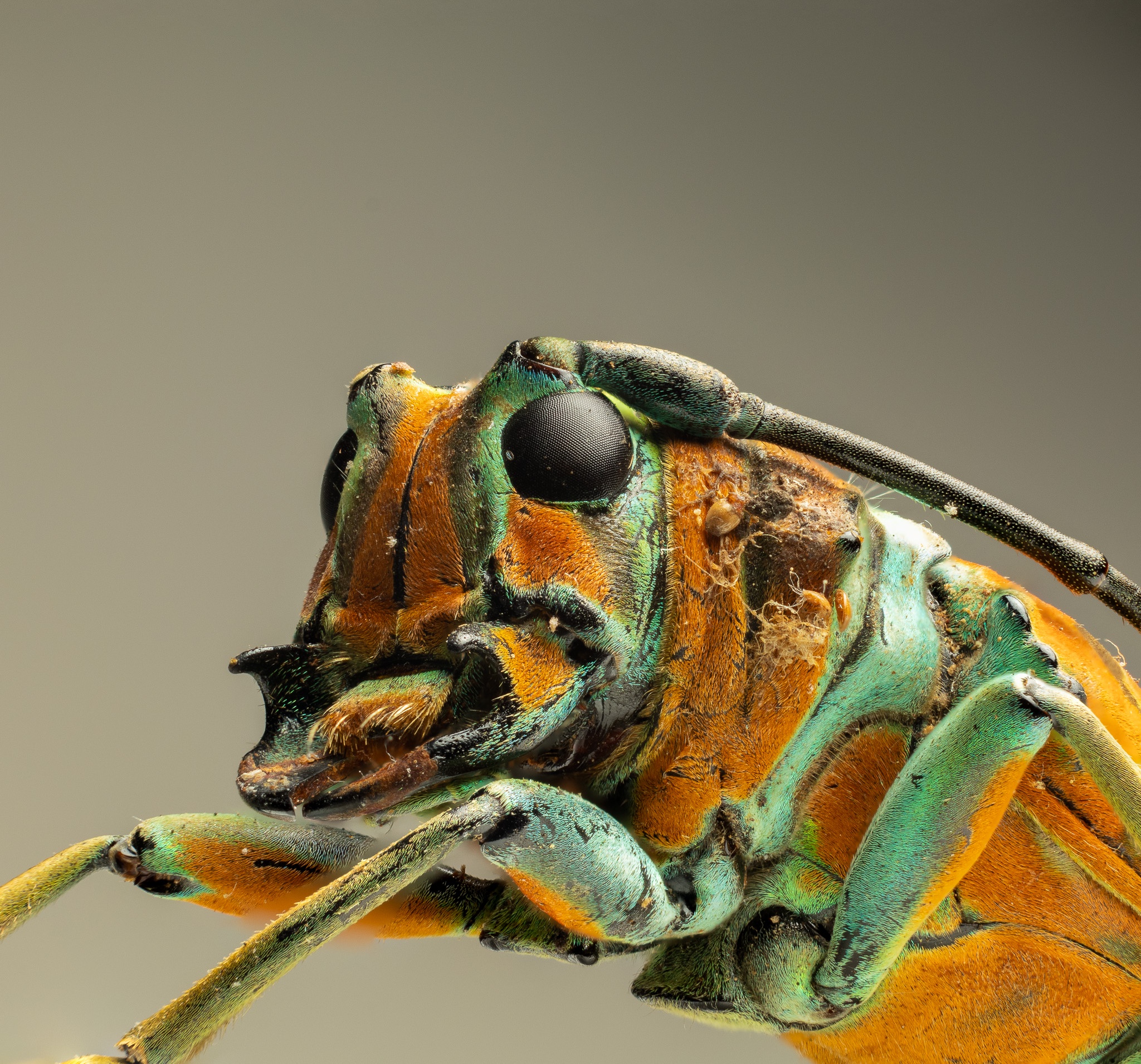 My favorite macro photography moments