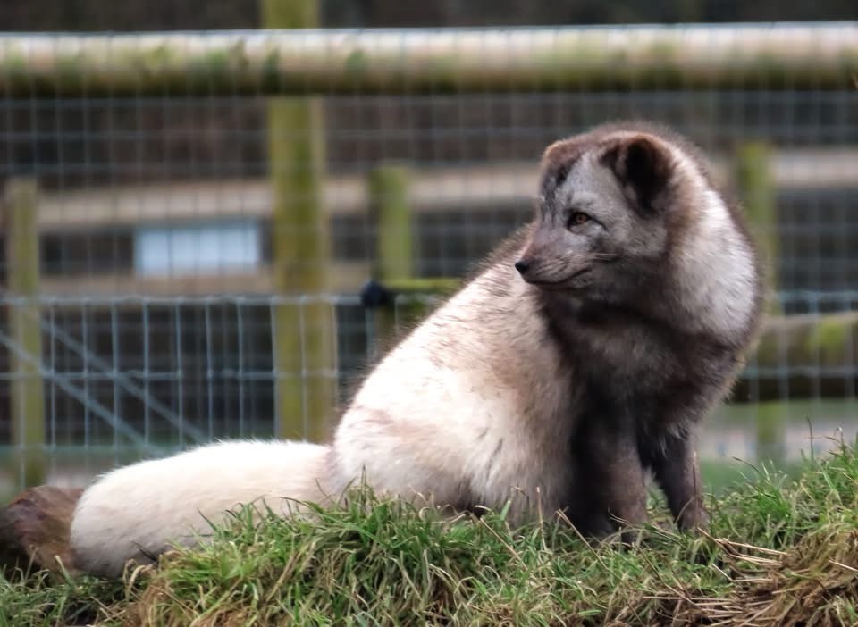 The Enigmatic Beauty of the Arctic Fox
