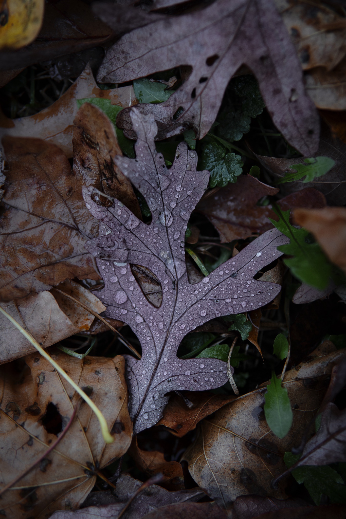 Just a wet leaf, nothing more to see here (2)