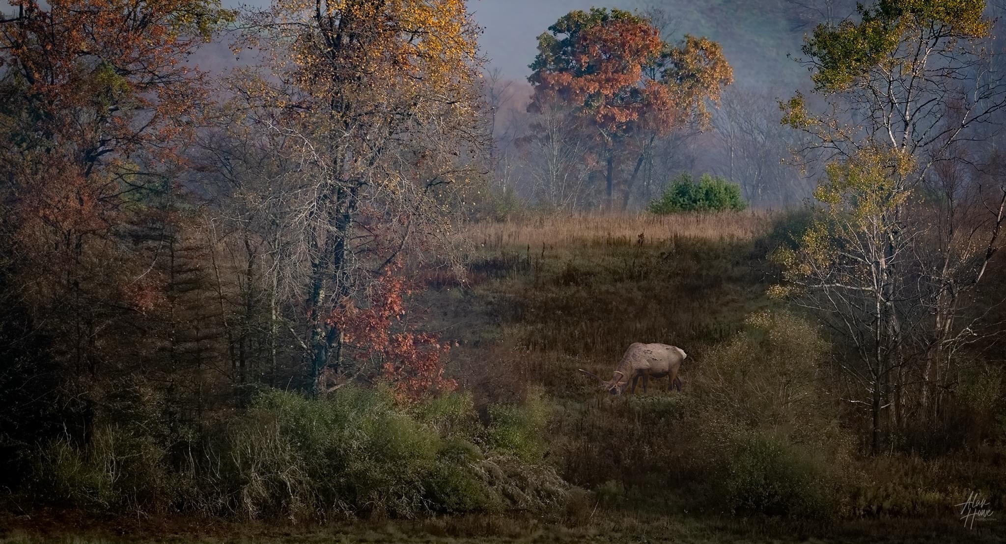 The Majestic Elk: Nature's Wonder