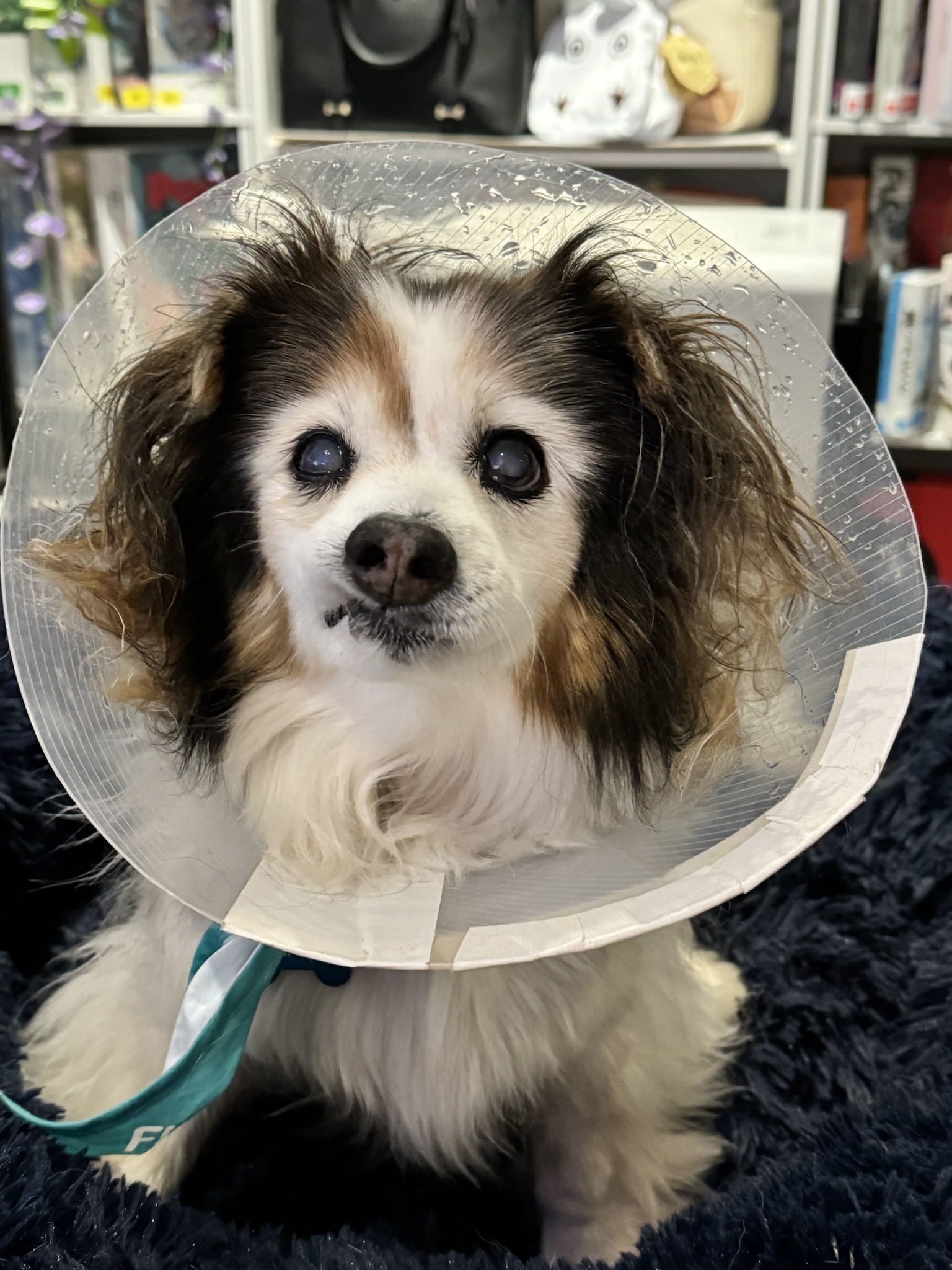 A daily snapshot of my adorable dog Panko