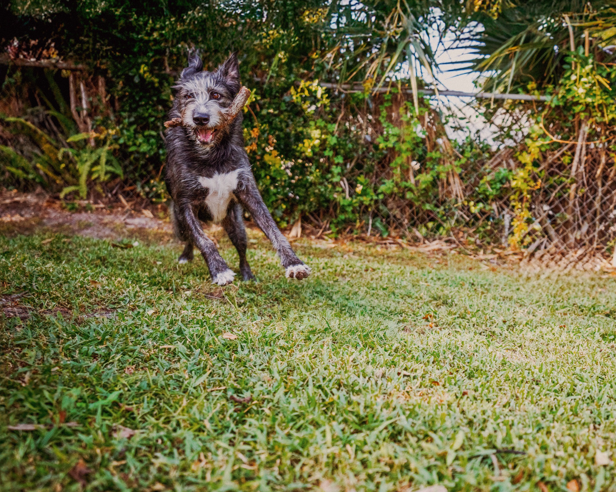 Dad, check out how fast I can run now!
