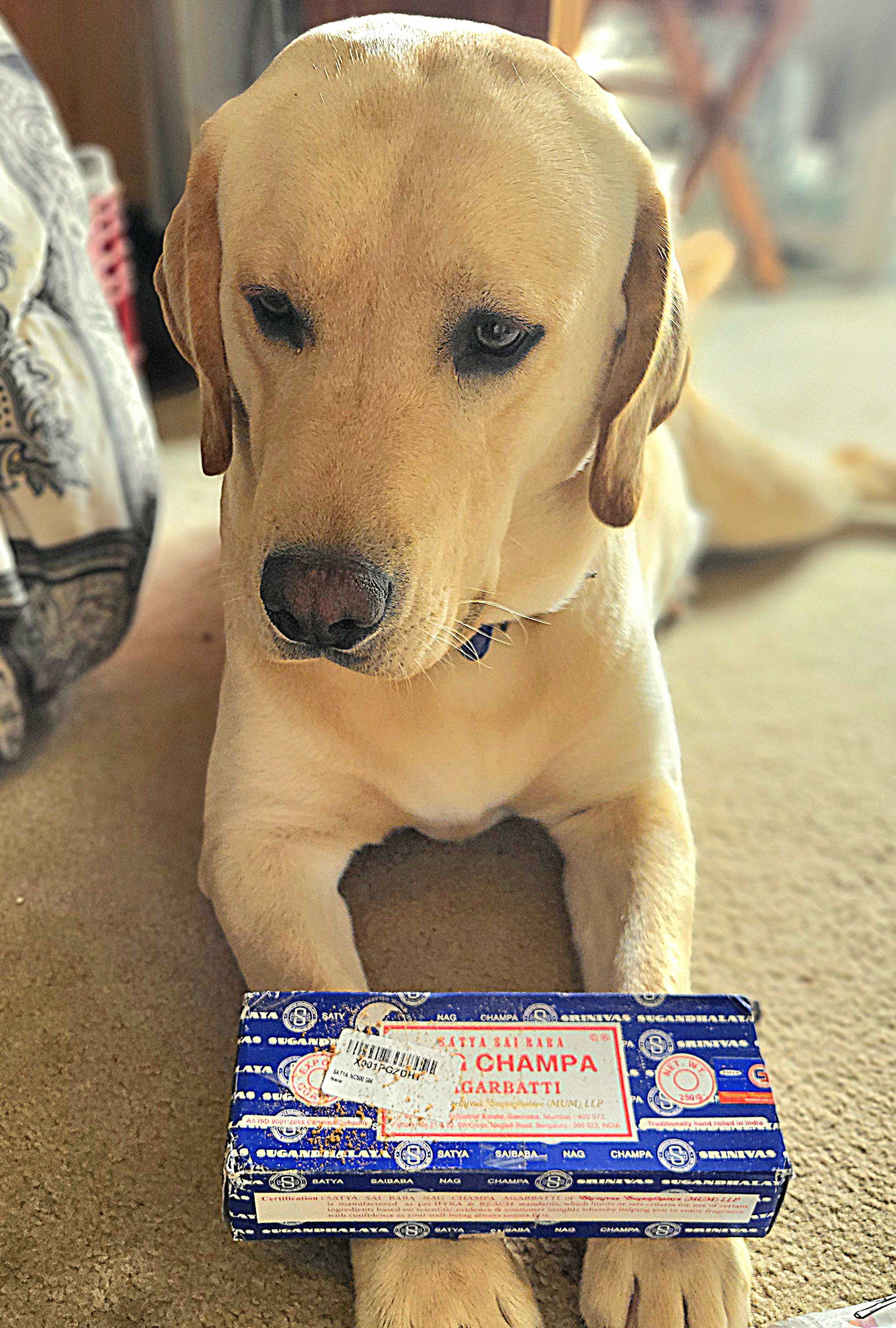 So, you're telling me this is supposed to smell good?