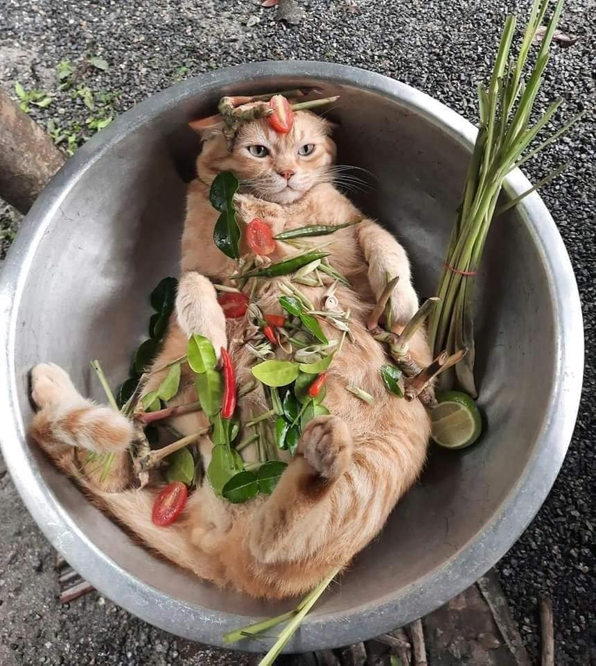 The Cat's Choice: Do or Do Not