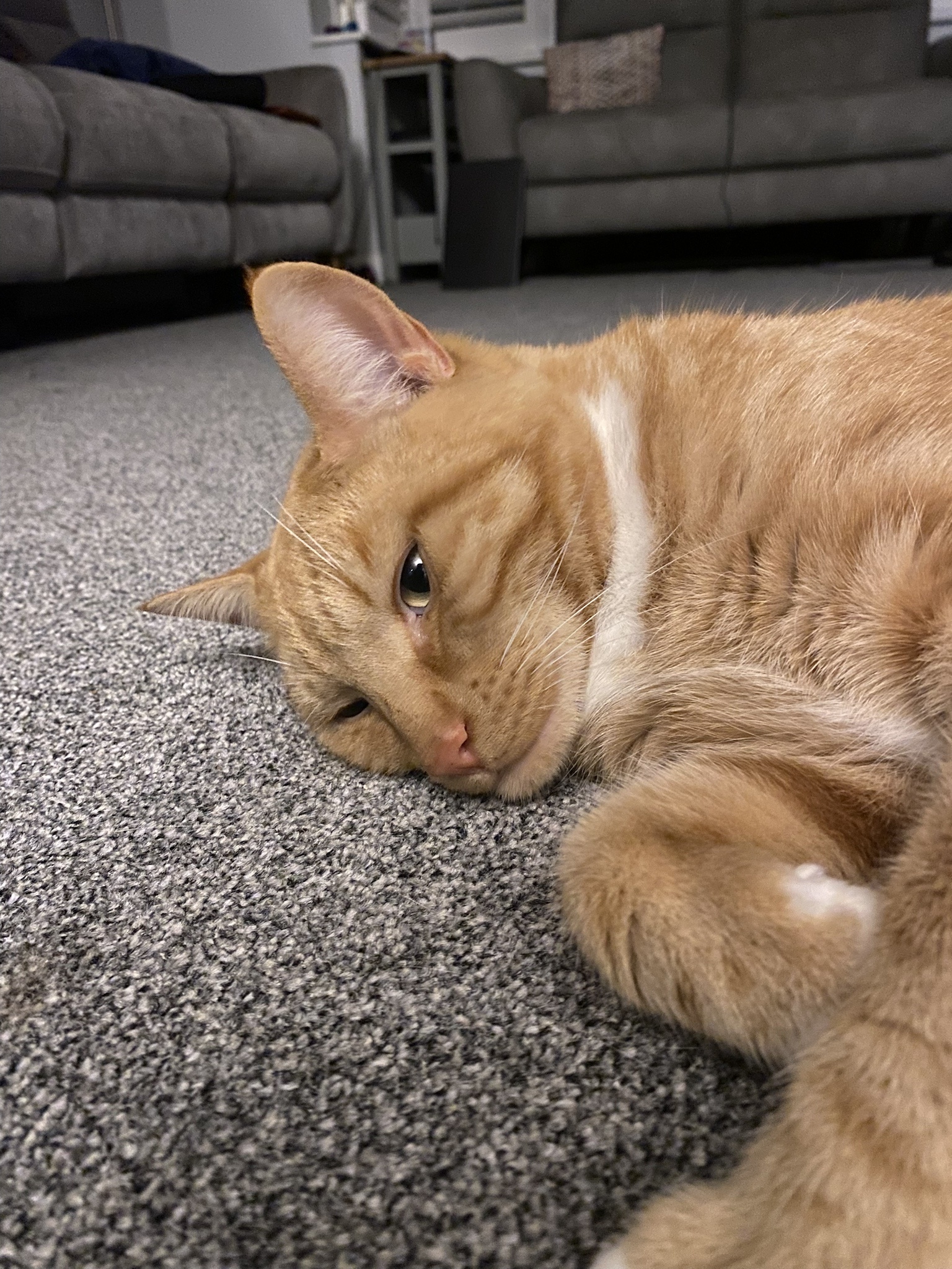 Biscuit's Daily Dose of Cuteness