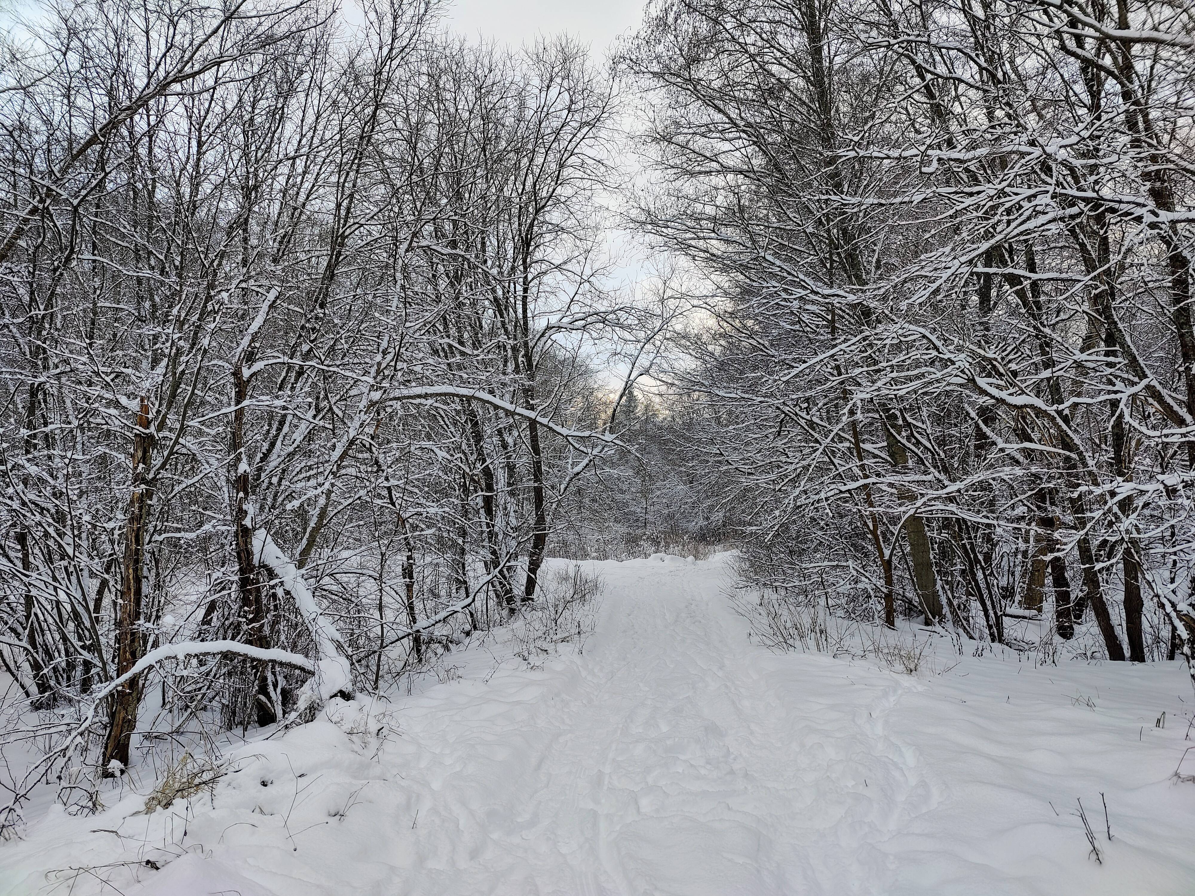 A Serene Winter Walk Through the Enchanted Woods