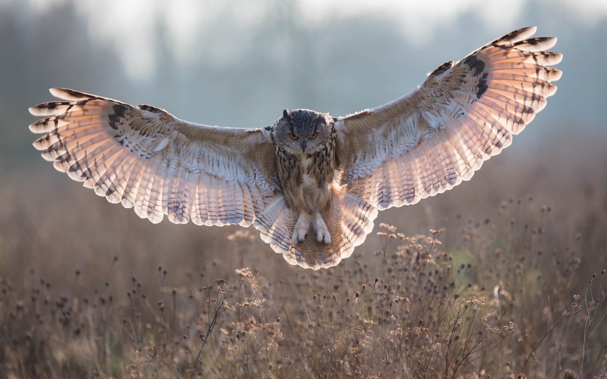 Instructions Were Confusing: Here's an Owl for Your Troubles