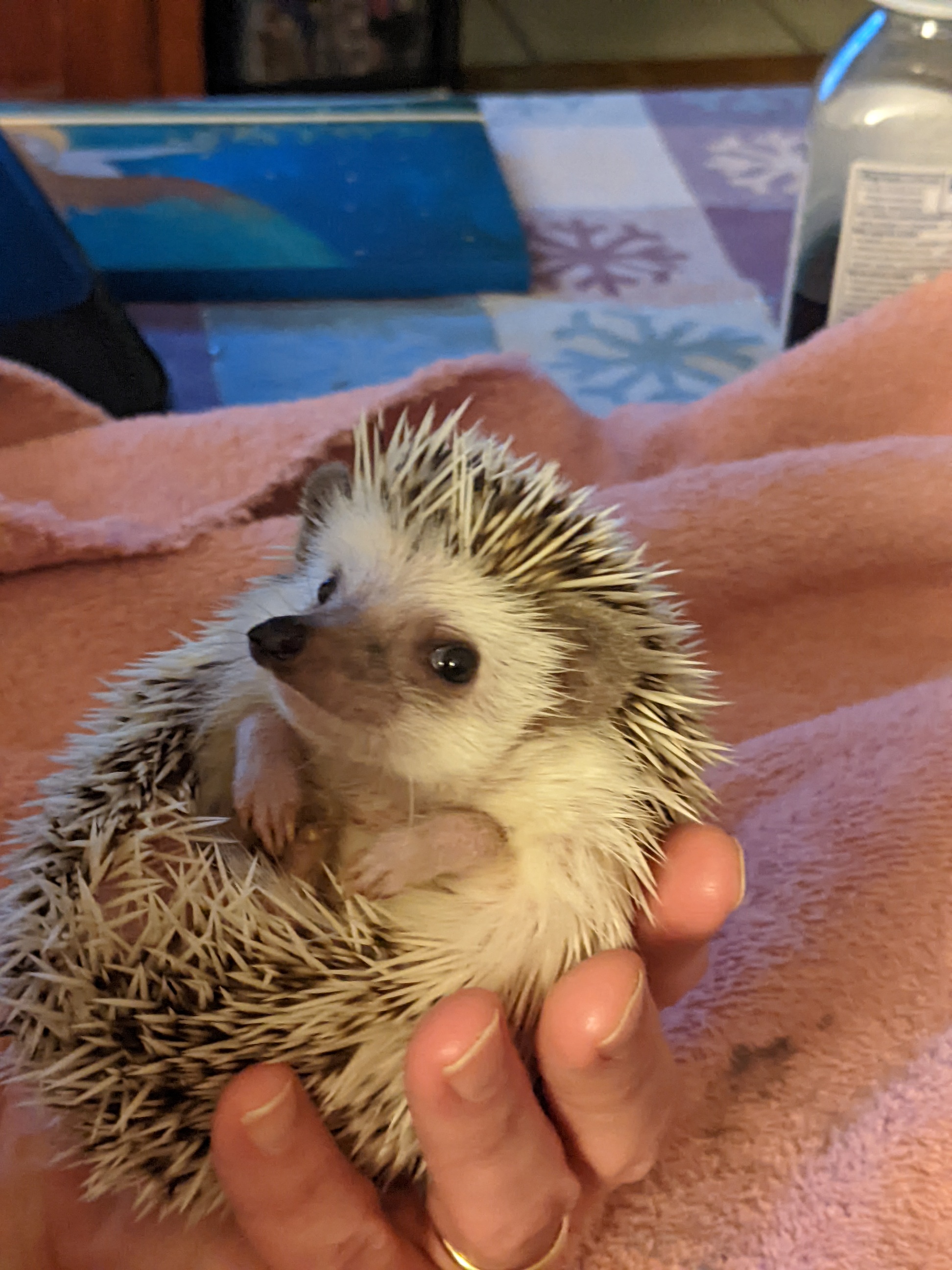 Saying goodbye to my little buddy