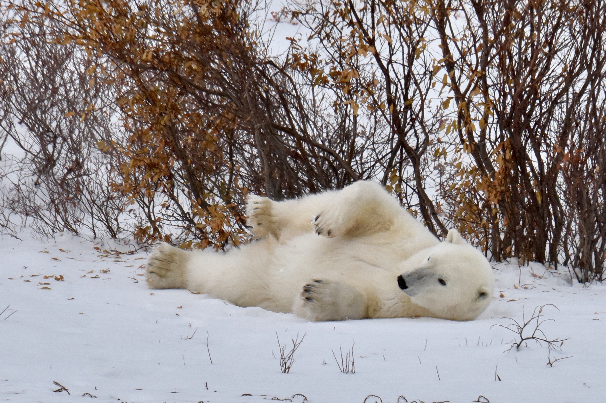 Exploring the majestic polar bears of Churchill and Svalbard