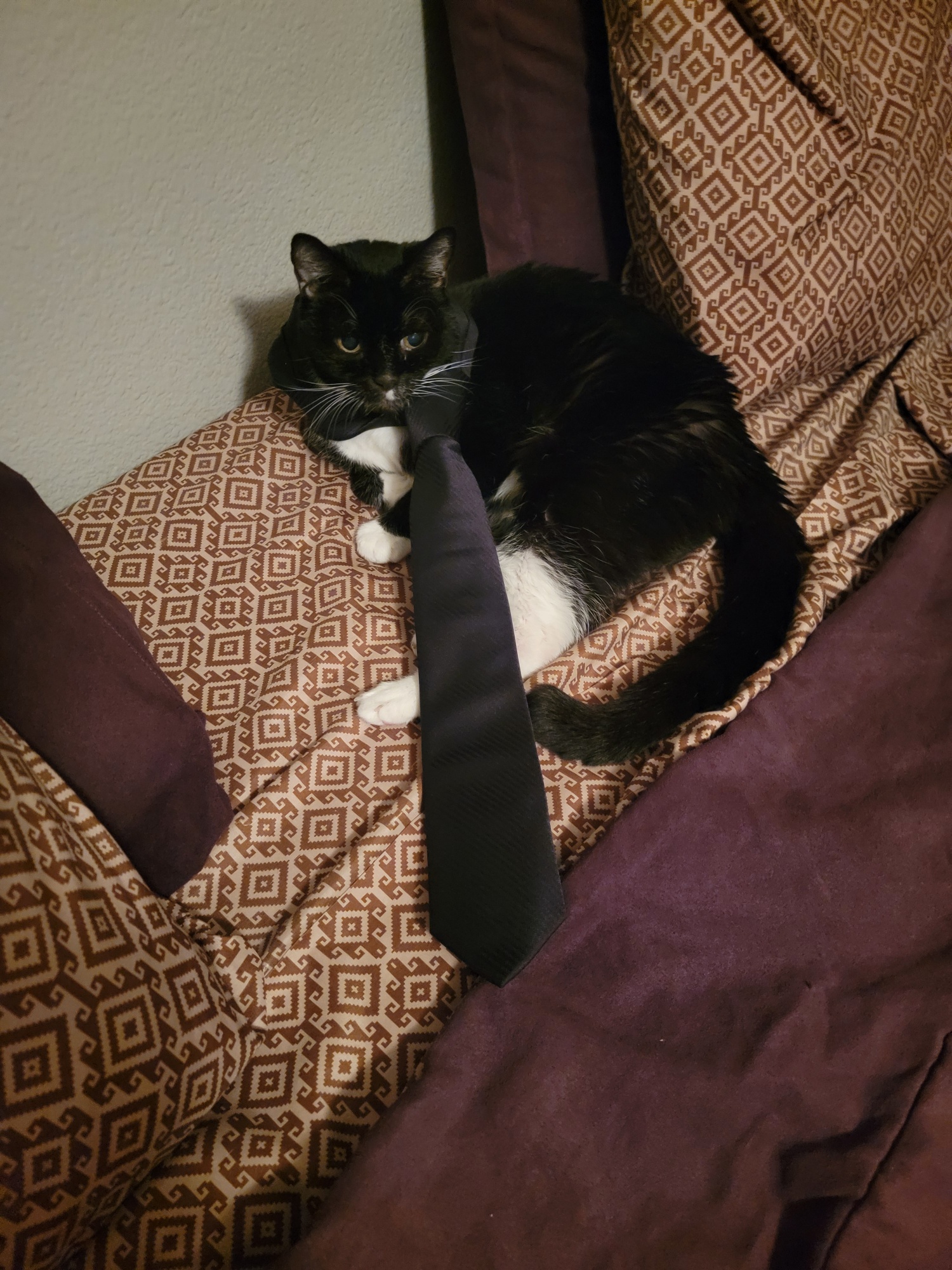 Daily Dose of Cuteness: Cat A Day #1264