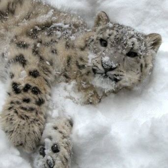 The Adorable Snow Leopard in All Its Glory