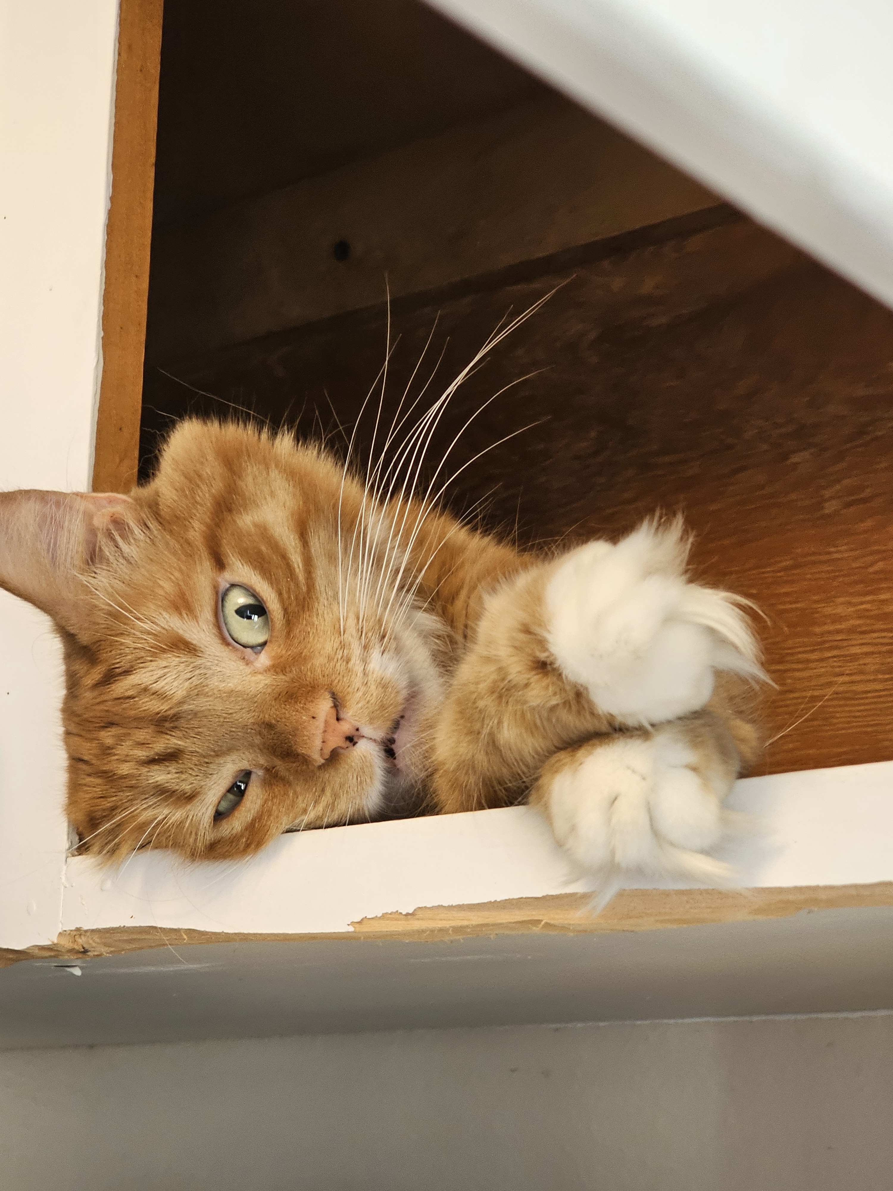 My cat has a quirky habit of napping with his eyes wide open, tucked away in the cupboard above the fridge.