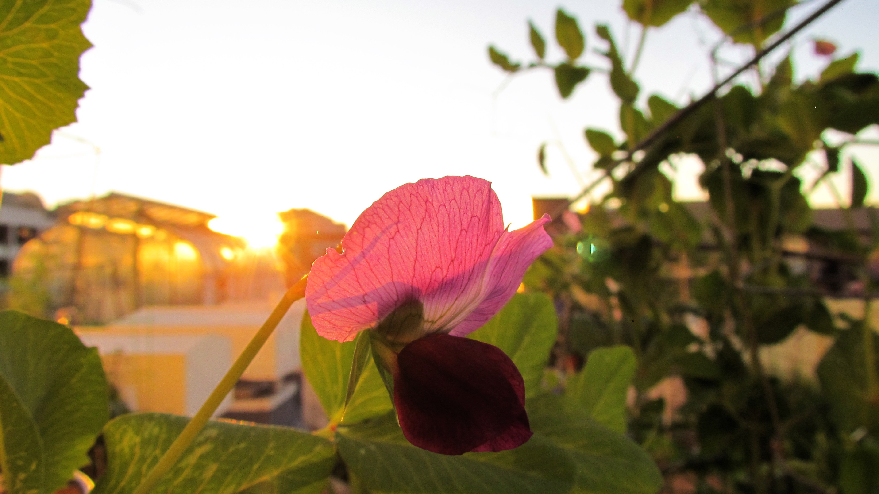 A Special Gift from My Garden: Nature's Bounty