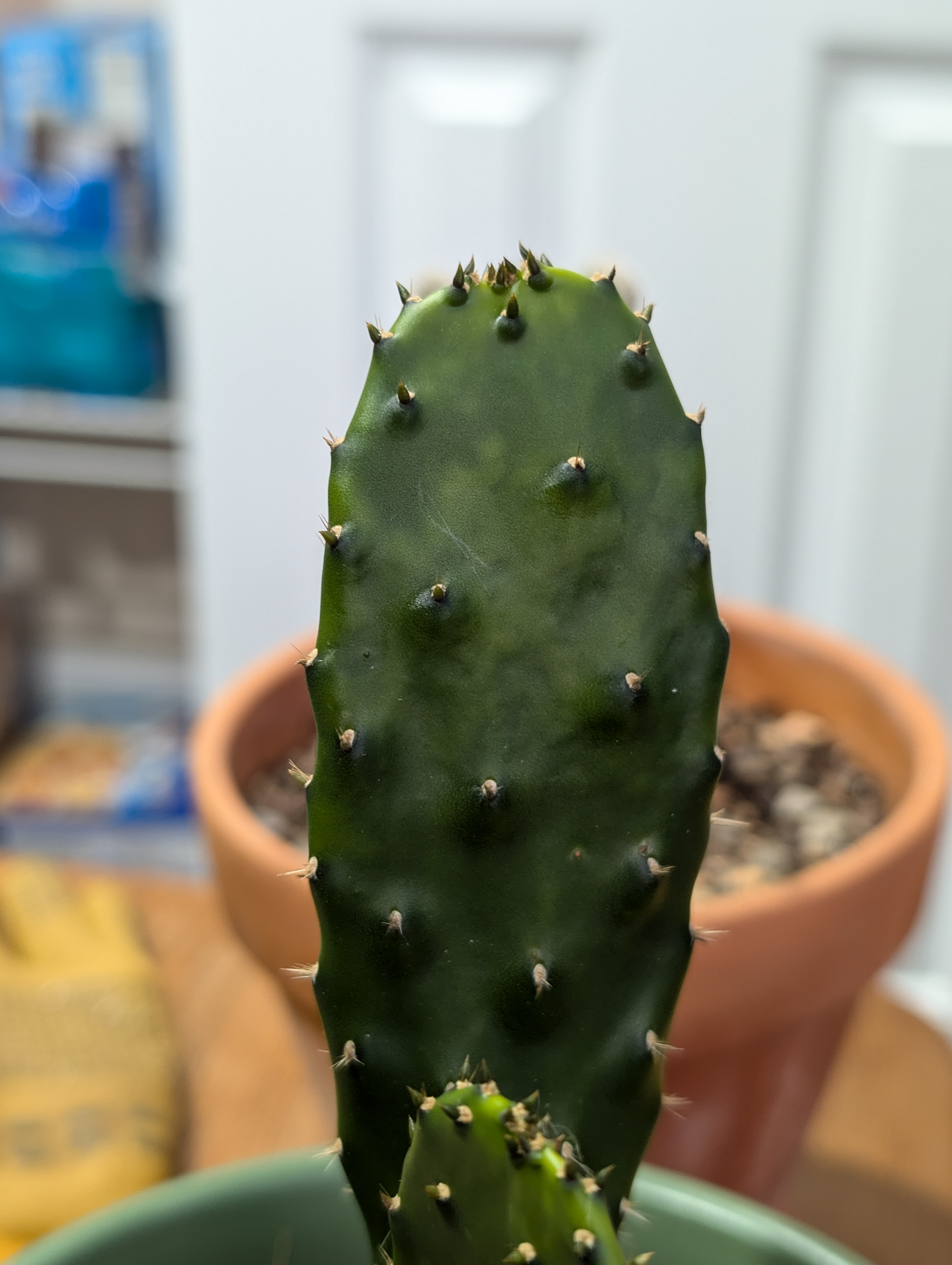 Cacti health update: Diagnosis from 3/24 to 10/24