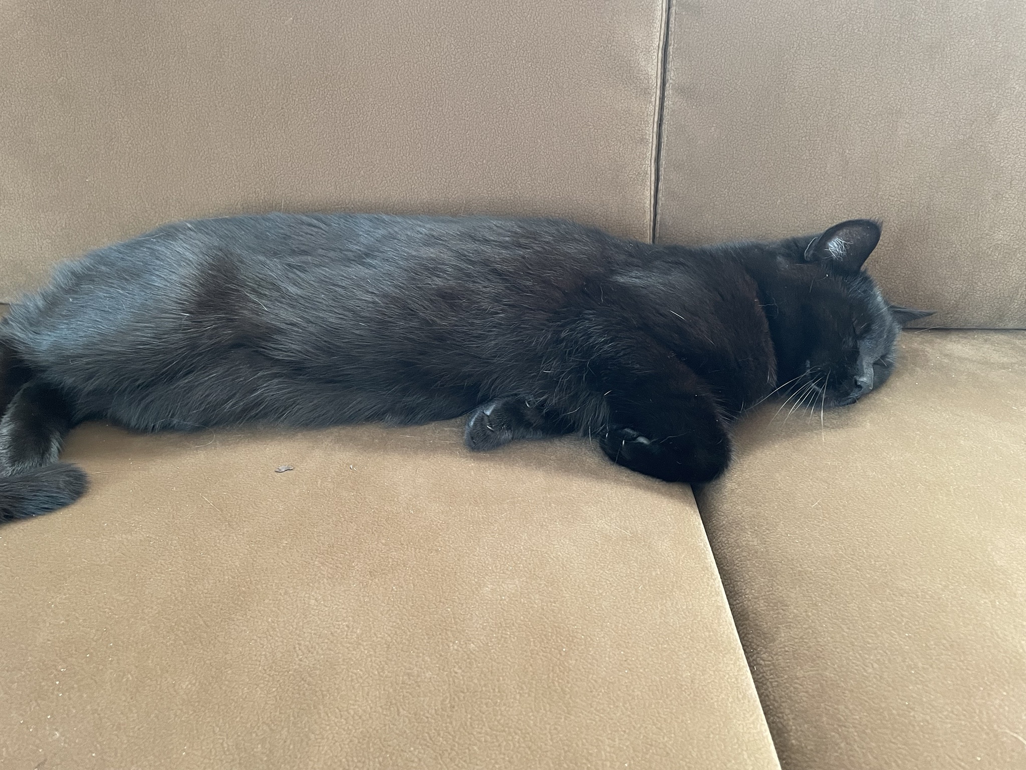 The Cutest Sleepy Cat You'll Ever See