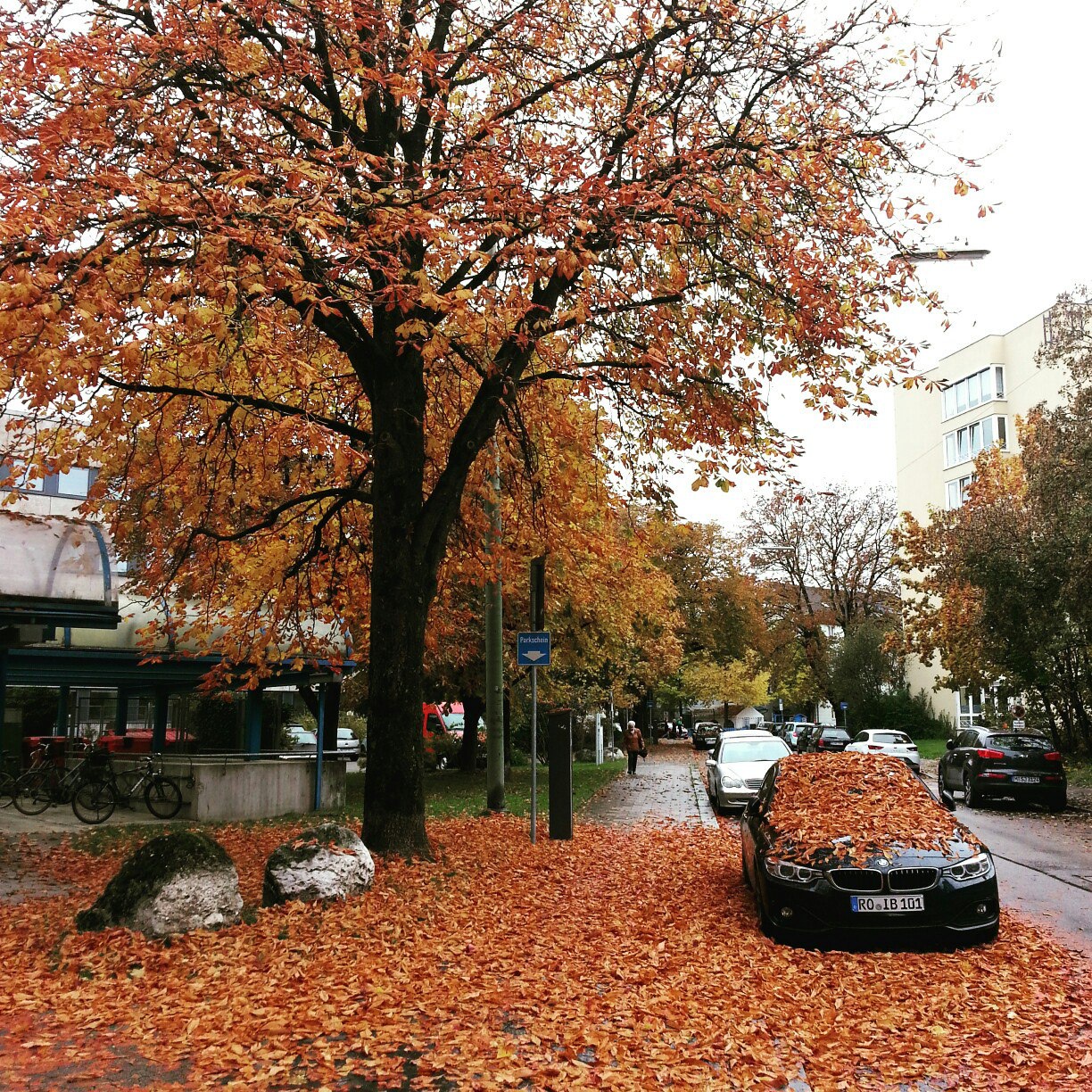 Strolling Through Autumn's Golden Streets