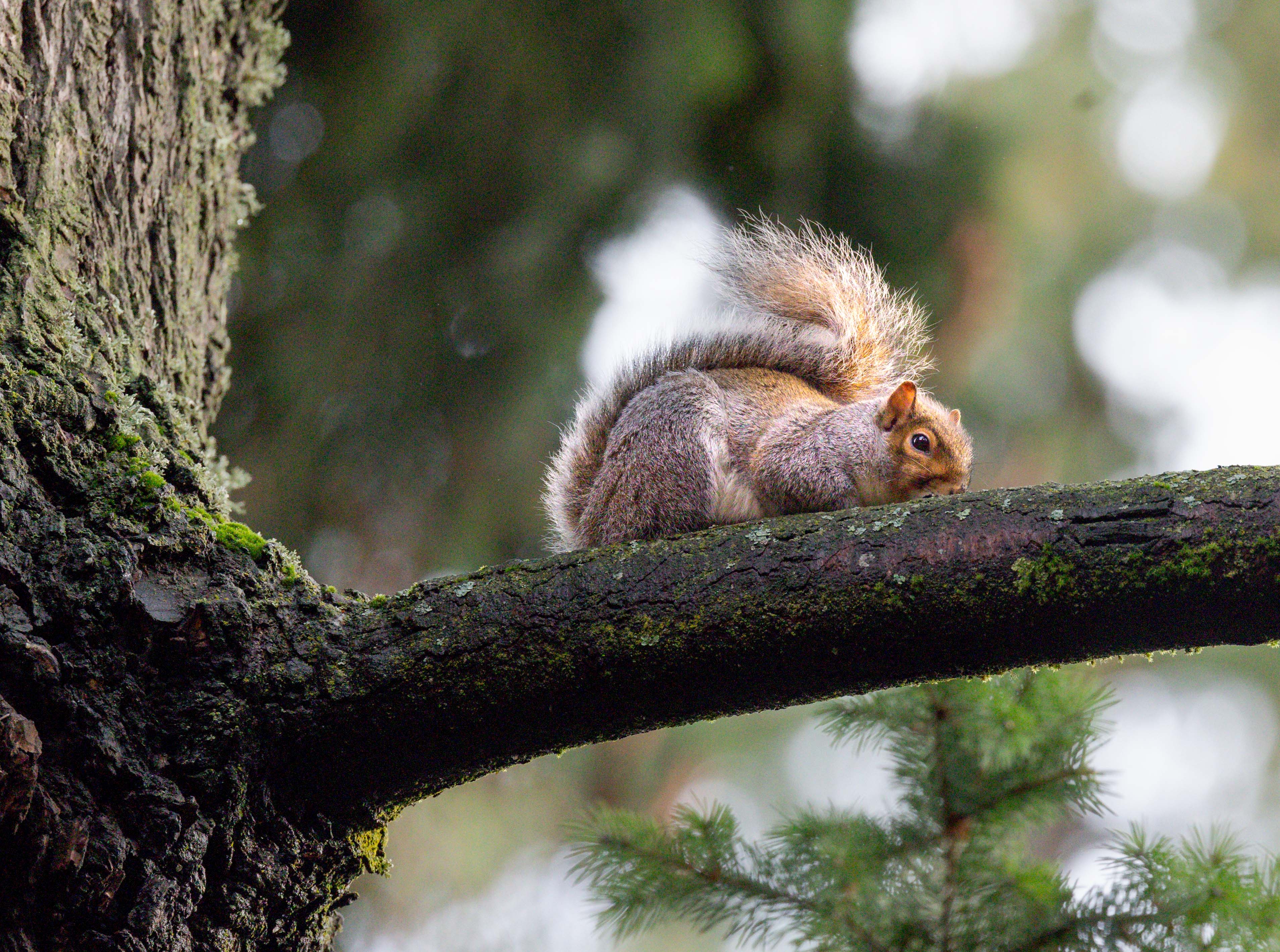 Caught in Action: A Squirrel's Adventure