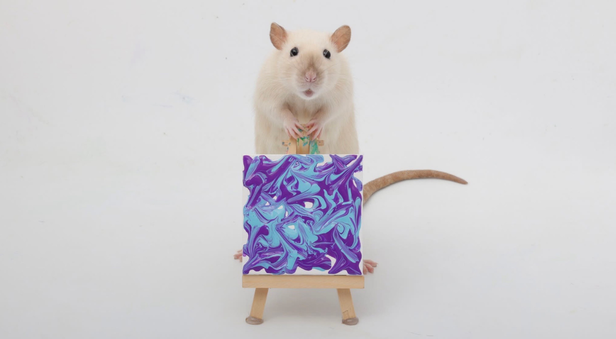 Check out this week's adorable mini paw paintings by my lovely pet rats!