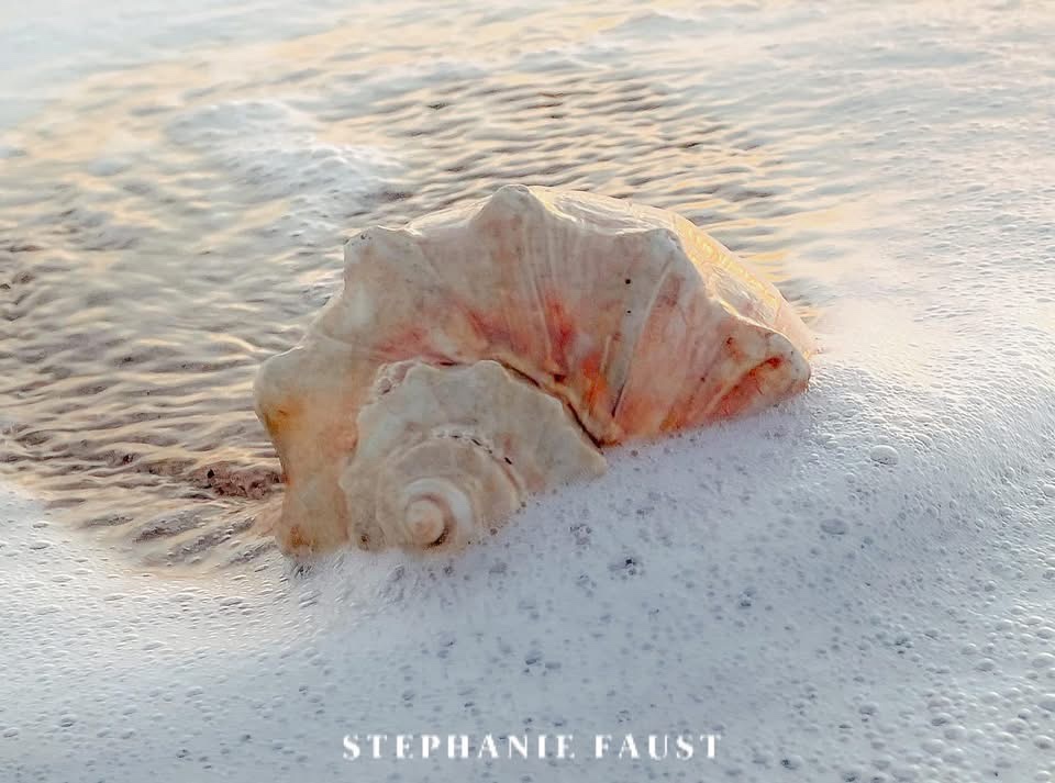 A stunning seashell discovery